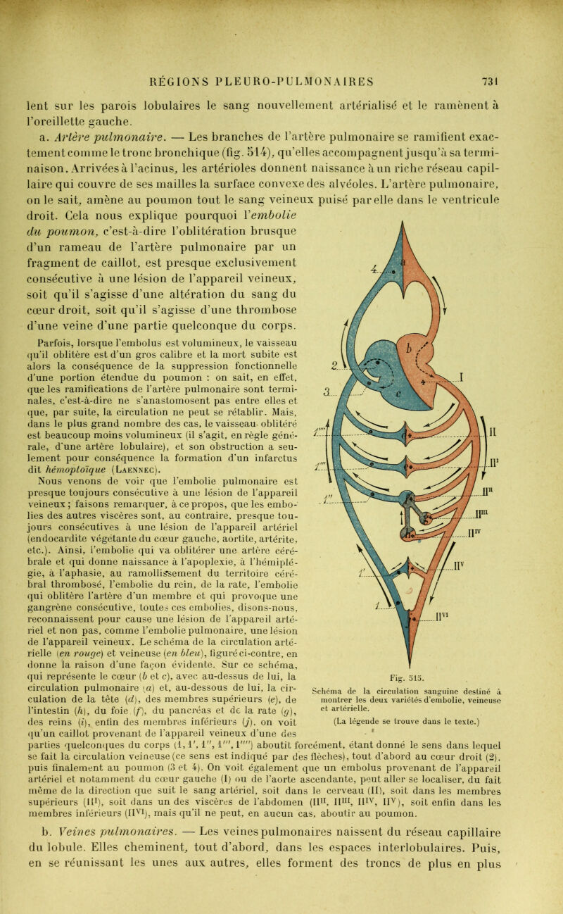 lent sur les parois lobulaires le sang nouvellement artérialisé et le ramènent à l’oreillette gauche. a. Artère pulmonaire. — Les branches de l’artère pulmonaire se ramifient exac- tement comme le tronc bronchique (fig. 514), qu’elles accompagnent j usqu’à sa termi- naison. Arrivées à l’acinus, les artérioles donnent naissance àun riche réseau capil- laire qui couvre de ses mailles la surface convexe des alvéoles. L’artère pulmonaire, on le sait, amène au poumon tout le sang veineux puisé par elle dans le ventricule droit. Cela nous explique pourquoi Y embolie du poumon, c’est-à-dire l’oblitération brusque d’un rameau de l’artère pulmonaire par un fragment de caillot, est presque exclusivement consécutive à une lésion de l’appareil veineux, soit qu’il s’agisse d’une altération du sang du cœur droit, soit qu’il s’agisse d’une thrombose d’une veine d’une partie quelconque du corps. Parfois, lorsque l’embolus est volumineux, le vaisseau qu’il oblitère est d’un gros calibre et la mort subite est alors la conséquence de la suppression fonctionnelle d’une portion étendue du poumon : on sait, en effet, que les ramifications de l’artère pulmonaire sont termi- nales, c’est-à-dire ne s’anastomosent pas entre elles et que, par suite, la circulation ne peut se rétablir. Mais, dans le plus grand nombre des cas, le vaisseau, oblitéré est beaucoup moins volumineux (il s’agit, en règle géné- rale, d'une artère lobulaire), et son obstruction a seu- lement pour conséquence la formation d’un infarctus dit hémoptoïque (Laennec). Nous venons de voir que l’embolie pulmonaire est presque toujours consécutive à une lésion de l’appareil veineux ; faisons remarquer, à ce propos, que les embo- lies des autres viscères sont, au contraire, presque tou- jours consécutives à une lésion de l’appareil artériel (endocardite végétante du cœur gauche, aortite, artérite, etc.). Ainsi, l’embolie qui va oblitérer une artère céré- brale et qui donne naissance à l’apoplexie, à l’hémiplé- gie, à l’aphasie, au ramollissement du territoire céré- bral thrombosé, l’embolie du rein, de la rate, l’embolie qui oblitère l’artère d’un membre et qui provoque une gangrène consécutive, toutes ces embolies, disons-nous, reconnaissent pour cause une lésion de l’appareil arté- riel et non pas, comme l’embolie pulmonaire, une lésion de l’appareil veineux. Le schéma de la circulation arté- rielle ien rouge) et veineuse {en bleu), figuré ci-contre, en donne la raison d’une façon évidente. Sur ce schéma, qui représente le cœur (b et c), avec au-dessus de lui, la circulation pulmonaire \a) et, au-dessous de lui, la cir- culation de la tête {cl), des membres supérieurs (e), de l’intestin {h), du foi& {f), du pancréas et de la rate (g), des reins {i), enfin des membres inférieurs (j), on voit qu’un caillot provenant de l’appareil veineux d’une des parties quelconques du corps (1,1', 1, 1', 1) aboutit forcément, étant donné le sens dans lequel se fait la circulation veineuse (ce sens est indiqué par des flèches), tout d’abord au cœur droit (2), puis finalement au poumon (3 et 4). On voit également que un embolus provenant de l’appareil artériel et notamment du cœur gauche (I) ou de l’aorte ascendante, peut aller se localiser, du fait même de la direction que suit le sang artériel, soit dans le cerveau (II), soit dans les membres supérieurs (II1), soit dans un des viscères de l’abdomen (II11, II111, IlIV, IIV), soit enfin dans les membres inférieurs (IIVI), mais qu’il ne peut, en aucun cas, aboutir au poumon. b. Veines pulmonaires. — Les veines pulmonaires naissent du réseau capillaire du lobule. Elles cheminent, tout d’abord, dans les espaces interlobulaires. Puis, en se réunissant les unes aux autres, elles forment des troncs de plus en plus Schéma de la circulation sanguine destiné à montrer les deux variétés d’embolie, veineuse et artérielle. (La légende se trouve dans le texte.)