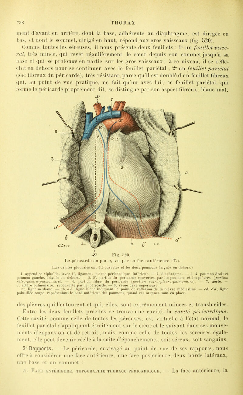 ment d’avant en arrière, dont la base, adhérente au diaphragme, est dirigée en bas, et dont le sommet, dirigé en haut, répond aux gros vaisseaux (fig. 520). Comme toutes les séreuses, il nous présente deux feuillets : 1° un feuillet viscé- ral, très mince, qui revêt régulièrement le cœur depuis son sommet jusqu’à sa hase et qui se prolonge en partie sur les gros vaisseaux; à ce niveau, il se réflé- chit en dehors pour se continuer avec le feuillet pariétal ; 2° un feuillet pariétal (sac fibreux du péricarde), très résistant, parce qu’il est doublé d’un feuillet fibreux qui, au point de vue pratique, ne fait qu’un avec lui; ce feuillet pariétal, qui forme le péricarde proprement dit, se distingue par son aspect fibreux, blanc mat, ! æ Fig. 520. Le péricarde en place, vu par sa face antérieure (T.). (Les cavités pleurales ont été ouvertes et les deux poumons érignés en dehors.) 1, appendice xiphoïde. avec 1’, ligament sterno-péricardique inférieur. — 2, diaphragme. — 3, 4. poumon droit et poumon gauche, érignés en dehors. — 5, 5’, parties du péricarde couvertes par les poumons et les plèvres (portion rétro-pleuro-pulmonaire). — 6, portion libre du péricarde (portion extra-pleuro-pulmonaire). — 7, aorte. — 8, artère pulmonaire, recouverte par le péricarde. — 9, veine cave supérieure. xx, ligne médiane. — ab, a b', ligne bleue indiquant le point de réflexion de la plèvre médiaslinc. — cd, c'd', ligne pointillée rouge, représentant le bord antérieur des poumons, quand ces organes sont en place. des plèvres qui l’entourent et qui, elles, sont extrêmement minces et translucides. Entre les deux feuillets précités se trouve une cavité, la cavité péricardique. Cette cavité, comme celle de toutes les ^séreuses, est virtuelle à l’état normal, le feuillet pariétal s’appliquant étroitement sur le cœur et le suivant dans ses mouve- ments d’expansion et de retrait ; mais, comme celle de toutes les séreuses égale- ment, elle peut devenir réelle à la suite d’épanchements, soit séreux, soit sanguins. 2° Rapports. —Le péricarde, envisagé au point de vue de ses rapports, nous offre à considérer une face antérieure, une face postérieure, deux bords latéraux, une base et un sommet : A. Face antérieure, topographie thoraco-péricardique. — La face antérieure, la