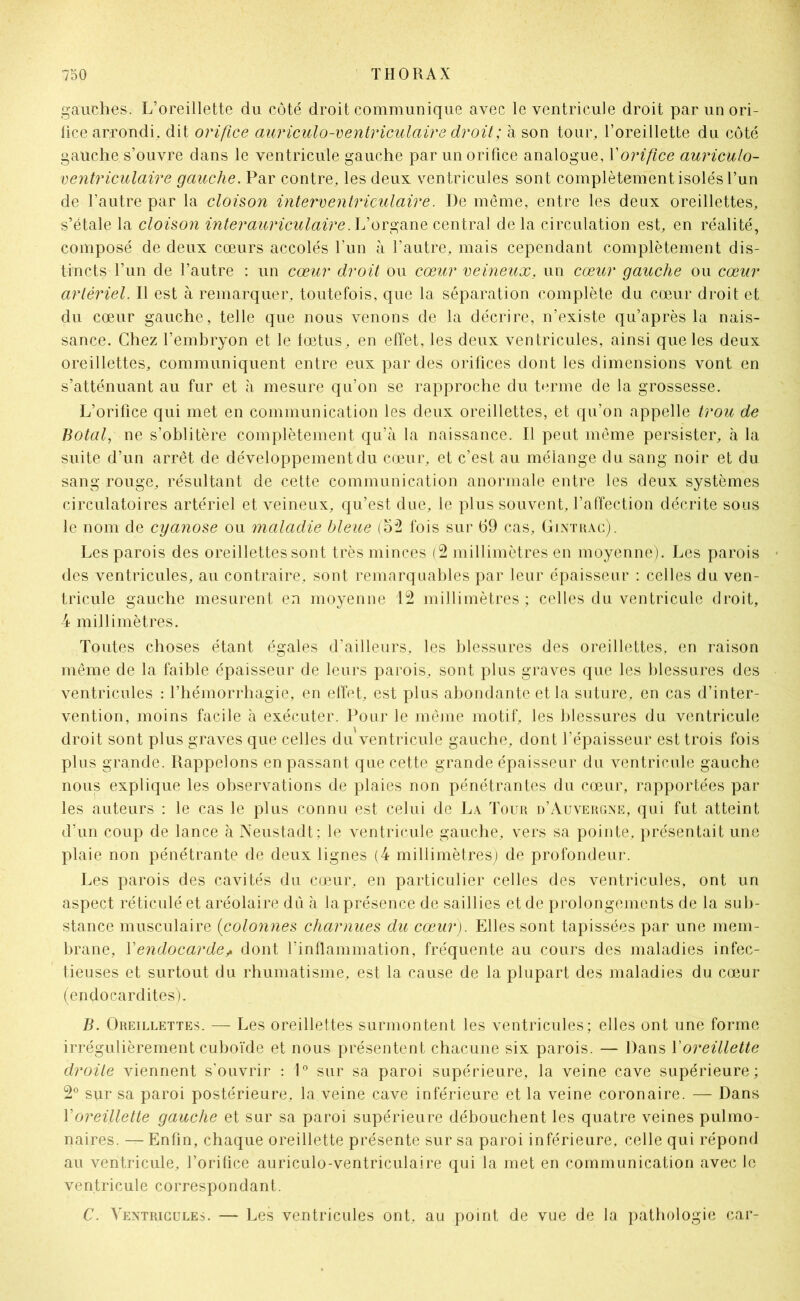 gauches. L’oreillette du côté droit communique avec le ventricule droit par un ori- lice arrondi, dit orifice auriculo-ventriculaire droit ; à son tour, l’oreillette du côté gauche s’ouvre dans le ventricule gauche par un orifice analogue, Y orifice auriculo- ventriculaire gauche. Par contre, les deux ventricules sont complètement isolés l’un de l’autre par la cloison interventriculaire. De même, entre les deux oreillettes, s’étale la cloison interauriculaire.L’organe central de la circulation est, en réalité, composé de deux cœurs accolés l’un à l’autre, mais cependant complètement dis- tincts l’un de l’autre : un cœur droit ou cœur veineux, un cœur gauche ou cœur artériel. Il est à remarquer, toutefois, que la séparation complète du cœur droit et du cœur gauche, telle que nous venons de la décrire, n’existe qu’après la nais- sance. Chez l’embryon et le fœtus, en effet, les deux ventricules, ainsi que les deux oreillettes, communiquent entre eux par des orifices dont les dimensions vont en s’atténuant au fur et à mesure qu’on se rapproche du terme de la grossesse. L’orifice qui met en communication les deux oreillettes, et qu’on appelle trou de Botal, ne s’oblitère complètement qu’à la naissance. Il peut même persister, à la suite d’un arrêt de développement du cœur, et c’est au mélange du sang noir et du sang rouge, résultant de cette communication anormale entre les deux systèmes circulatoires artériel et veineux, qu’est due, le plus souvent, l’affection décrite sous le nom de cyanose ou maladie bleue (52 fois sur 69 cas, Gintrac). Les parois des oreillettes sont très minces (2 millimètres en moyenne). Les parois des ventricules, au contraire, sont remarquables par leur épaisseur : celles du ven- tricule gauche mesurent en moyenne 12 millimètres; celles du ventricule droit, 4 millimètres. Toutes choses étant égales d’ailleurs, les blessures des oreillettes, en raison même de la faible épaisseur de leurs parois, sont plus graves que les blessures des ventricules : l’hémorrhagie, en effet, est plus abondante et la suture, en cas d’inter- vention, moins facile à exécuter. Pour le même motif, les blessures du ventricule droit sont plus graves que celles du ventricule gauche, dont l’épaisseur est trois fois plus grande. Rappelons en passant que cette grande épaisseur du ventricule gauche nous explique les observations de plaies non pénétrantes du cœur, rapportées par les auteurs : le cas le plus connu est celui de La Tour d’Auvergne, qui fut atteint d’un coup de lance à Neustadt; le ventricule gauche, vers sa pointe, présentait une plaie non pénétrante de deux lignes (4 millimètres) de profondeur. Les parois des cavités du cœur, en particulier celles des ventricules, ont un aspect réticulé et aréolaire dû à la présence de saillies et de prolongements de la sub- stance musculaire (colonnes charnues du cœur). Elles sont tapissées par une mem- brane, Y endocarde ? dont l’inflammation, fréquente au cours des maladies infec- tieuses et surtout du rhumatisme, est la cause de la plupart des maladies du cœur (endocardites). B. Oreillettes. — Les oreillettes surmontent les ventricules; elles ont une forme irrégulièrement cuboïde et nous présentent chacune six parois. — Dans Y oreillette droite viennent s’ouvrir : 1° sur sa paroi supérieure, la veine cave supérieure; 2° sur sa paroi postérieure, la veine cave inférieure et la veine coronaire. — Dans Yoreillette gauche et sur sa paroi supérieure débouchent les quatre veines pulmo- naires. — Enfin, chaque oreillette présente sur sa paroi inférieure, celle qui répond au ventricule, l’orifice auriculo-ventriculaire qui la met en communication avec le ventricule correspondant. C. Ventricules. — Les ventricules ont, au point de vue de la pathologie car-