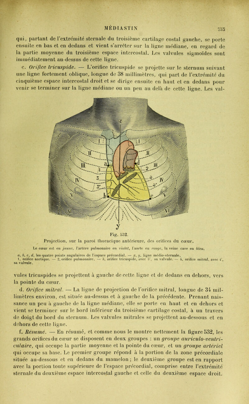 qui, partant de l’extrémité sternale du troisième cartilage costal gauche, se porte ensuite en bas et en dedans et vient s’arrêter sur la ligne médiane, en regard de la partie moyenne du troisième espace intercostal. Les valvules sigmoïdes sont immédiatement au-dessus de cette ligne. c. Orifice tricuspide. — L’orifice tricuspide se projette sur le sternum suivant une ligne fortement oblique, longue de 38 millimètres, qui part de l’extrémité du cinquième espace intercostal droit et se dirige ensuite en haut et en dedans pour venir se terminer sur la ligne médiane ou un peu au delà de cette ligne. Les val- Fig. 532. Projection, sur la paroi thoracique antérieure, des orifices du cœur. Le cœur est en jaune, l’artère pulmonaire en violet, l'aorte en rouge, la veine cave en bleu. a, b, c, d, les quatre points angulaires de l'espace précordial. — x, y, ligne médio-sternale. 1, orifice aortique. — 2, orifice pulmonaire. — 3, orifice tricuspide, avec 3’, sa valvule. — 4, orifice mitral, avec 4’, sa valvule. vules tricuspides se projettent à gauche de cette ligne et de dedans en dehors, vers la pointe du cœur. d. Orifice mitral. — La ligne de projection de l’orifice mitral, longue de 34 mil- limètres environ, est située au-dessus et à gauche de la précédente. Prenant nais- sance un peu à gauche de la ligne médiane, elle se porte en haut et en dehors et vient se terminer sur le bord inférieur du troisième cartilage costal, à un travers de doigt du bord du sternum. Les valvules mitrales se projettent au-dessous et en dehors de cette ligne. f. Résumé. — En résumé, et comme nous le montre nettement la figure 532, les grands orifices du cœur se disposent en deux groupes : un groupe auriculo-ventri- culaire, qui occupe la partie moyenne et la pointe du cœur, et un groupe artériel qui occupe sa base. Le premier groupe répond à la portion de la zone précordiale située au-dessous et en dedans du mamelon ; le deuxième groupe est en rapport avec la portion toute supérieure de l’espace précordial, comprise entre l’extrémité sternale du deuxième espace intercostal gauche et celle du deuxième espace droit.