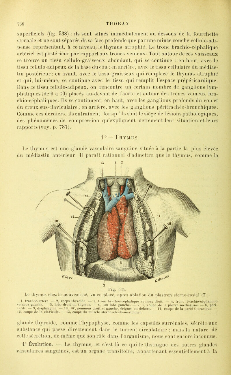 superficiels (fig. 538) : ils sont situés immédiatement au-dessous de la fourchette sternale et ne sont séparés de sa face profonde que par une mince couche cellulo-adi- peuse représentant, à ce niveau, le thymus atrophié. Le tronc brachio-céphalique artériel est postérieur par rapport aux troncs veineux. Tout autour de ces vaisseaux se trouve un tissu cellulo-graisseux abondant, qui se continue : en haut, avec le tissu cellulo-adipeux de la base du cou ; en arrière, avec le tissu cellulaire du médias- tin postérieur ; en avant, avec le tissu graisseux qui remplace le thymus atrophié et qui, lui-même, se continue avec le tissu qui remplit l’espace prépéricardique. Dans ce tissu cellulo-adipeux, on rencontre un certain nombre de ganglions lym- phatiques (de 6 à 10) placés au-devant de l’aorte et autour des troncs veineux bra- chio-céphaliques. Ils se continuent, en haut, avec les ganglions profonds du cou et du creux sus-claviculaire ; en arrière, avec les ganglions péritrachéo-bronchiques. Comme ces derniers, ils entraînent, lorsqu’ils sont le siège de lésions pathologiques, des phénomènes de compression qu’expliquent nettement leur situation et leurs rapports (voy. p. 787). 1 0 — T HYMUS Le thymus est une glande vasculaire sanguine située à la partie la plus élevée du médiastin antérieur. Il paraît rationnel d’admettre que le thymus, comme la 13 12 9 Fig. 534. Le thymus chez le nouveau-né, vu en placé, après ablation du plastron sterno-costal (T.). 1, trachée-artère. — 2, corps thyroïde. — 3, tronc brachio-céphalique veineux droit. — 4. tronc brachio-céphalique veineux gauche. — 5, lobe droit du thymus. — ti, son lobe gauche. — 7, 7, coupe de la plèvre médiastine. — 8, péri- carde. — 9, diaphragme. — 10, 10’, poumons droit et gauche, érignés en dehors. — 11, coupe de la paroi thoracique. — 12, coupe de la clavicule. — 13, coupe du muscle sterno-cléido-mastoïdien. glande thyroïde, comme l’hypophyse, comme les capsules surrénales, sécrète une substance qui passe directement dans le torrent circulatoire ; mais la nature de cette sécrétion, de même que son rôle dans l’organisme, nous sont encore inconnus. 1° Évolution. — Le thymus, et c’est là ce qui le distingue des autres glandes vasculaires sanguines, est un organe transitoire, appartenant essentiellement à la