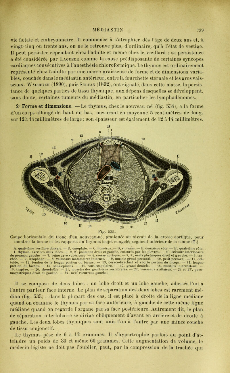 vie fœtale et embryonnaire. Il commence à s’atrophier dès l'àge de deux ans et, à vingt-cinq ou trente ans, on ne le retrouve plus, d’ordinaire, qu’à letat de vestige. Il peut persister cependant chez l’adulte et même chez le vieillard : sa persistance a été considérée par Laqueur comme la cause prédisposante de certaines syncopes cardiaques consécutives à l’anesthésie chloroformique. Le thymus est ordinairement représenté chez l’adulte par une masse graisseuse de forme et de dimensions varia- bles, couchée dans le médiastin antérieur, entre la fourchette sternale et les gros vais- seaux. Waldeyer (1890), puis Sultan (1892), ont signalé, dans cette masse, la persis- tance de quelques parties de tissu thymique, aux dépens desquelles se développent, sans doute, certaines tumeurs du médiastin, en particulier les lymphadénomes. 2° Forme et dimensions. —Le thymus, chez le nouveau né (fig. 534], a la forme d’un corps allongé de haut en bas, mesurant en moyenne 5 centimètres de long, sur 12à 14millimètres de large; son épaisseur est également de 12 à 14 millimètres. Fig. 535. Coupe horizontale du tronc d'un nouveau-né, pratiquée au niveau de la crosse aortique, pour montrer la forme et les rapports du thymus (sujet congelé-, segment inférieur de la coupe (T.). A, quatrième vertèbre dorsale. — B, omoplate. — C, humérus. — D, sternum. — E, deuxième côte. — E\ quatrième côte. 1, thymus, avec ses deux lobes. — 2, 2’. poumons droit et gauche, entourés par les plèvres. — 2”, scissure interlobaire du poumon gauche — 3, veine cave supérieure. — 4, crosse aortique. — 5, 5’. nerfs phréniques droit et gauche. — 6, tra- chée. — 7. œsophage. — 8, vaisseaux mammaires internes. — 9, muscle grand pectoral. — 1U, petit pectoral. — 11, del- toïde. — 12, tendon de la longue portion du biceps. — 13, coraco-brachial et courte portion du biceps. — 14, longue portion du biceps. — 15, sous-épineux — 16, sous-scapulaire. — 17, grand dentelé. — 18, muscles intercostaux. — 19, trapèze. — 20, rhomboïde. — 21, muscles des gouttières vertébrales. — 22, vaisseaux axillaires. — 23 et 23’, pneu- mogastriques droit et gauche. — 24, nerf récurrent gauche. Il se compose de deux lobes : un lobe droit et un lobe gauche, adossés l’un à l’autre parleur face interne. Le plan de séparation des deux lobes est rarement mé- dian (fig. 53b; : dans la plupart des cas, il est placé à droite de la ligne médiane quand on examine le thymus par sa face antérieure, à gauche de cette même ligne médiane quand on regarde l’organe par sa face postérieure. Autrement dit, le plan de séparation interlobaire se dirige obliquement d’avant en arrière et de droite à gauche. Les deux lobes thymiques sont unis l’un à l’autre par une mince couche de tissu conjonctif. Le thymus pèse de 6 à 12 grammes. Il s’hypertrophie parfois au point d’at- teindre un poids de 30 et même 60 grammes. Cette augmentation de volume, le médecin-légiste ne doit pas l’oublier, peut, par la compression de la trachée qui