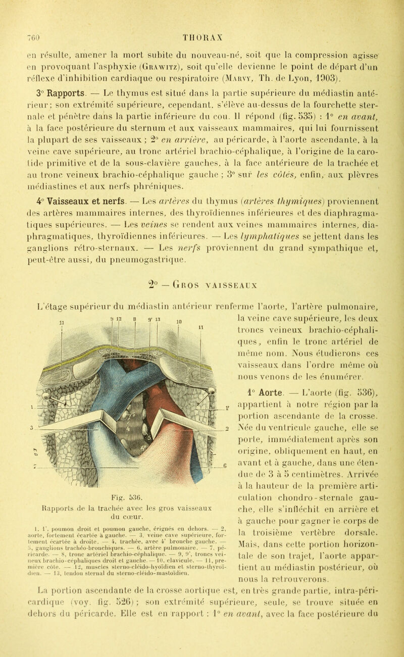 en résulte, amener la mort subite du nouveau-né, soit que la compression agisse en provoquant l’asphyxie (Grawitz), soit qu’elle devienne le point de départ d’un réflexe d’inhibition cardiaque ou respiratoire (Marvy, Th. de Lyon, 1003). 3° Rapports. — Le thymus est situé dans la partie supérieure du médiastin anté- rieur: son extrémité supérieure, cependant, s’élève au-dessus de la fourchette ster- nale et pénètre dans la partie inférieure du cou. 11 répond (fig. 535) : 1° en avant, à la face postérieure du sternum et aux vaisseaux mammaires, qui lui fournissent la plupart de ses vaisseaux ; 2° en arrière, au péricarde, à l’aorte ascendante, à la veine cave supérieure, au tronc artériel brachio-céphalique, à l’origine de la caro- tide primitive et de la sous-clavière gauches, à la face antérieure de la trachée et au tronc veineux brachio-céphalique gauche ; 3° sur les côtés, enfin, aux plèvres médiastines et aux nerfs phréniques. 4° Vaisseaux et nerfs. — Les artères du thymus (artères thymiques) proviennent des artères mammaires internes, des thyroïdiennes inférieures et des diaphragma- tiques supérieures. — Les veines se rendent aux veines mammaires internes, dia- phragmatiques, thyroïdiennes inférieures. — Les lymphatiques se jettent dans les ganglions rétro-sternaux. — Les nerfs proviennent du grand sympathique et, peut-être aussi, du pneumogastrique. 2° — Gros vaisseaux L’étage supérieur du médiastin antérieur renferme l’aorte, l’artère pulmonaire, la veine cave supérieure, les deux troncs veineux brachio-céphali- ques, enfin le tronc artériel de même nom. Nous étudierons ces vaisseaux dans l’ordre même où nous venons de les énumérer. 1° Aorte. — L’aorte (fig. 536), appartient à notre région par la portion ascendante de la crosse. Née du ventricule gauche, elle se porte, immédiatement après son origine, obliquement en haut, en avant et à gauche, dans une éten- due de 3 à 5 centimètres. Arrivée à la hauteur de la première arti- culation chondro-sternale gau- che, elle s’infléchit en arrière et à gauche pour gagner le corps de la troisième vertèbre dorsale. Mais, dans cette portion horizon- tale de son trajet, l’aorte appar- tient au médiastin postérieur, où nous la retrouverons. La portion ascendante de la crosse aortique est, entrés grande partie, intra-péri- cardique (voy. fig. 526) ; son extrémité supérieure, seule, se trouve située en dehors du péricarde. Elle est en rapport : 1° en avant, avec la face postérieure du Fig. 536. Rapports de la trachée avec les gros vaisseaux du cœur. 1. 1’, poumon droit et poumon gauche, érignés en dehors. — 2, aorte, fortement écartée à gauche. — 3. veine cave supérieure, for- tement écartée à droite. — 4, trachée, avec 4’ bronche gauche. — 5, ganglions trachéo-bronchiques. — 6, artère pulmonaire. — 7, pé- ricarde. — 8, tronc artériel brachio-céphalique. — 9, 9’, troncs vei- neux brachio-céphaliques droit et gauche. — 10. clavicule. — 11, pre- mière côte. — 12, muscles sterno-cléido-hyoïdien et slerno-thyroï- dien. — 13, tendon sternal du sterno-cléido-mastoïdien.