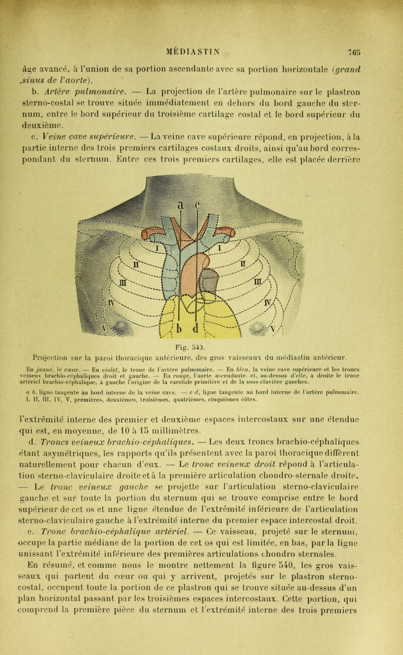 âge avancé, à l’union de sa portion ascendante avec sa portion horizontale (grand .sinus de Taorte), b. Artère pulmonaire. — La projection de l’artère pulmonaire sur le plastron sterno-costal se trouve située immédiatement en dehors du bord gauche du ster- nnm, entre le bord supérieur du troisième cartilage costal et le bord supérieur du deuxième. c. Veine cave supérieure. —La veine cave supérieure répond, en projection, à la partie interne des trois premiers cartilages costaux droits, ainsi qu’au bord corres- pondant du sternum. Entre ces trois premiers cartilages, elle est placée derrière Projection sur la paroi thoracique antérieure, des gros vaisseaux du médiastin antérieur. En jaune, le cœur. — En violet, le tronc de l'artère pulmonaire. — En bleu, la veine cave supérieure et les troncs veineux brachio-céplialiques droit et gauche. — En rouge, l’aorte ascendante, et, au-dessus d’elle, à droite le tronc artériel brachio-céphalique, à gauche l’origine de la carotide primitive et de la sous-clavière gauches. a b, ligne tangente au bord interne de la veine cave. — c d, ligne tangente au bord interne de l’artère pulmonaire. I, II, III, IV, V, premières, deuxièmes, troisièmes, quatrièmes, cinquièmes côtes. l’extrémité interne des premier et deuxième espaces intercostaux sur une étendue qui est, en moyenne, de 10 à 15 millimètres. d. Troncs veineux brachio-céphaliques. —Les deux troncs brachio-céphaliques étant asymétriques, les rapports qifils présentent avec la paroi thoracique diffèrent naturellement pour chacun d’eux. — Le tronc veineux droit répond à l’articula- tion sterno-claviculaire droite et à la première articulation chondro-sternale droite. — Le tronc veineux gauche se projette sur l’articulation sterno-claviculaire gauche et sur toute la portion du sternum qui se trouve comprise entre le bord supérieur de cet os et une ligne étendue de l’extrémité inférieure de l’articulation sterno-claviculaire gauche à l’extrémité interne du premier espace intercostal droit. e. Tronc brachio-céphalique artériel. — Ce vaisseau, projeté sur le sternum, occupe la partie médiane de la portion de cet os qui est limitée, en bas, parla ligne unissant l’extrémité inférieure des premières articulations ehondro sternales. En résumé, et comme nous le montre nettement la figure 540, les gros vais- seaux qui partent du cœur ou qui y arrivent, projetés sur le plastron sterno- costal, occupent toute la portion de ce plastron qui se trouve située au-dessus d’un plan horizontal passant par les troisièmes espaces intercostaux. Cette portion, qui comprend la première pièce du sternum et l’extrémité interne des trois premiers