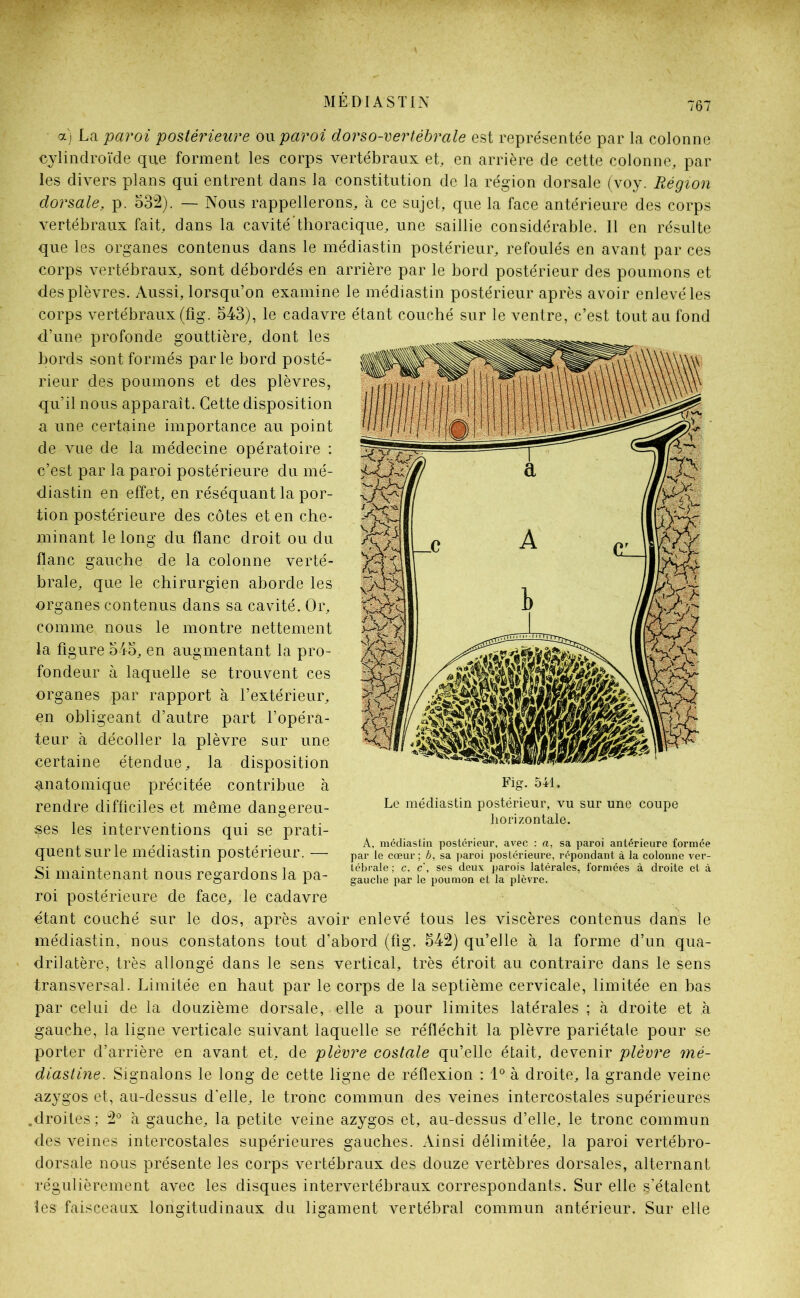 a) La paroi postérieure ou paroi dorso-vertébrale est représentée par la colonne cylindroïde que forment les corps vertébraux et, en arrière de cette colonne, par les divers plans qui entrent dans la constitution de la région dorsale (voy. Région dorsale, p. 532). — Nous rappellerons, à ce sujet, que la face antérieure des corps vertébraux fait, dans la cavité'thoracique, une saillie considérable. 11 en résulte que les organes contenus dans le médiastin postérieur, refoulés en avant par ces corps vertébraux, sont débordés en arrière par le bord postérieur des poumons et des plèvres. Aussi, lorsqu’on examine le médiastin postérieur après avoir enlevé les corps vertébraux (fig. 543), le cadavre étant couché sur le ventre, c’est tout au fond d’une profonde gouttière, dont les bords sont formés parle bord posté- rieur des poumons et des plèvres, qu’il nous apparaît. Cette disposition a une certaine importance au point de vue de la médecine opératoire : c’est par la paroi postérieure du mé- diastin en effet, en réséquant la por- tion postérieure des côtes et en che- minant le long du flanc droit ou du flanc gauche de la colonne verté- brale, que le chirurgien aborde les organes contenus dans sa cavité. Or, comme nous le montre nettement la figure 545, en augmentant la pro- fondeur à laquelle se trouvent ces organes par rapport à l’extérieur, en obligeant d’autre part l’opéra- teur à décoller la plèvre sur une certaine étendue, la disposition anatomique précitée contribue à rendre difficiles et même dangereu- ses les interventions qui se prati- quent sur le médiastin postérieur. — Si maintenant nous regardons la pa- roi postérieure de face, le cadavre étant couché sur le dos, après avoir enlevé tous les viscères contenus dans le médiastin, nous constatons tout d’abord (fig. 542) qu’elle à la forme d’un qua- drilatère, très allongé dans le sens vertical, très étroit au contraire dans le sens transversal. Limitée en haut par le corps de la septième cervicale, limitée en bas par celui de la douzième dorsale, elle a pour limites latérales ; à droite et à gauche, la ligne verticale suivant laquelle se réfléchit la plèvre pariétale pour se porter d’arrière en avant et, de plèvre costale qu’elle était, devenir plèvre mé- diastine. Signalons le long de cette ligne de réflexion : 1° à droite, la grande veine azygos et, au-dessus d'elle, le tronc commun des veines intercostales supérieures .droites; 2° à gauche, la petite veine azygos et, au-dessus d’elle, le tronc commun des veines intercostales supérieures gauches. Ainsi délimitée, la paroi vertébro- dorsale nous présente les corps vertébraux des douze vertèbres dorsales, alternant régulièrement avec les disques intervertébraux correspondants. Sur elle s’étalent les faisceaux longitudinaux du ligament vertébral commun antérieur. Sur elle Le médiastin postérieur, vu sur une coupe horizontale. A, médiastin postérieur, avec : a, sa paroi antérieure formée par le cœur; b, sa paroi postérieure, répondant à la colonne ver- tébrale ; c. c, ses deux parois latérales, formées à di’oite et à gauche par le poumon et la plèvre.