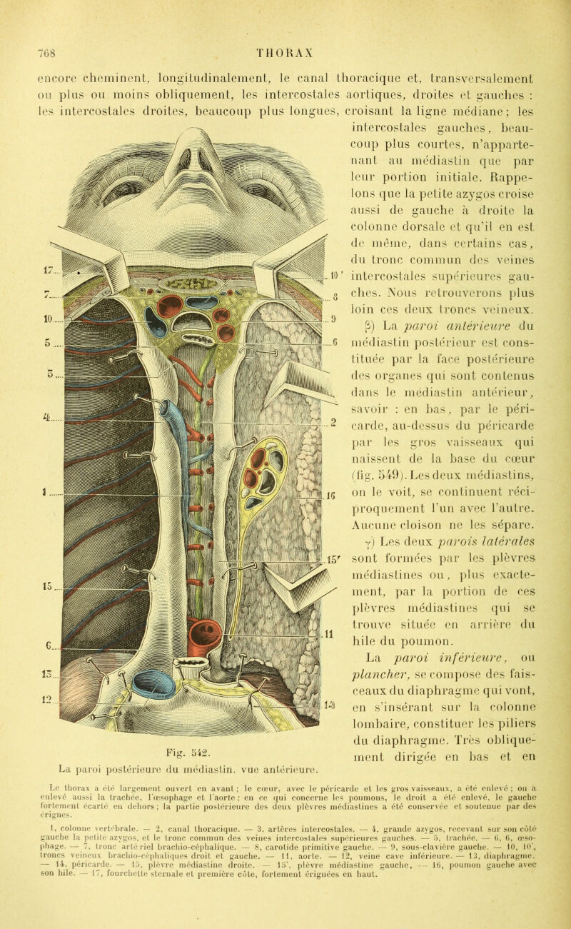 encore cheminent, longitudinalement, le canal thoracique et, transversalement ou plus ou moins obliquement, les intercostales aortiques, droites et gauches : les intercostales droites, beaucoup plus longues, croisant la ligne médiane: les intercostales gauches, beau- coup plus courtes, n’apparte- nant au médiastin que par leur portion initiale. Rappe- lons que la petite azygos croise aussi de gauche à droite la colonne dorsale et qu’il en est de même, dans certains cas, du tronc commun des veines intercostales supérieures gau- ches. Nous retrouverons plus loin ces deux troncs veineux. p) La paroi antérieure du médiastin postérieur est cons- tituée par la face postérieure des organes qui sont contenus dans le médiastin antérieur, savoir : en bas, par le péri- carde, au-dessus du péricarde par les gros vaisseaux qui naissent de la base du cœur (fig. 549). Les deux médiastins, on le voit, se continuent réci - proquement l’un avec l’autre. Aucune cloison ne les sépare. y) Les deux parois latérales sont formées par les plèvres médiastines ou, plus exacte- ment, par la portion de ces plèvres médiastines qui se trouve située en arrière du hile du poumon. La paroi inférieure, ou plancher, se compose des fais- ceaux du diaphragme qui vont, en s’insérant sur la colonne lombaire, constituer les piliers du diaphragme. Très oblique- Fl&* ment dirigée en bas et en La paroi postérieure du médiastin. vue antérieure. Le thorax a été largement ouvert en avant ; le cœur, avec le péricarde et les gros vaisseaux, a été enlevé ; on a enlevé aussi la trachée, l’œsophage et l'aorte ; en ce qui concerne les poumons, le droit a été enlevé, le gauche fortement écarté en dehors ; la partie postérieure des deux plèvres médiastines a été conservée et soutenue par des érignes. 1, colonne vertébrale. — 2, canal thoracique. — 3, artères intercostales. — 4, grande azygos, recevant sur son côté gauche la petite azygos, et le tronc commun des veines intercostales supérieures gauches. — 5, trachée. — G, G, œso- phage. — 7, tronc artériel brachio-céphalique. — 8, carotide primitive gauche. — 9, sous-clavière gauche. — 10, 10', troncs veineux brachio-céphaliques droit et gauche. — 11, aorte. — 12, veine cave inférieure.— 13, diaphragme. — 14, péricarde. — 13, plèvre médiasline droite. — 15’, plèvre médiastine gauche. - IG, poumon gauche avec son hile. — 17, fourchette sternale et première côte, fortement érignées en haut.