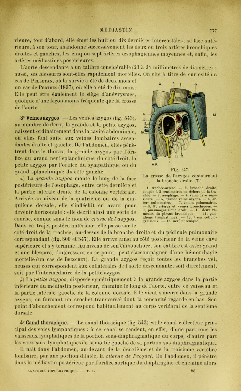 rieure, tout d’abord, elle émet les huit ou dix dernières intercostales; sa face anté- rieure, à son tour, abandonne successivement les deux ou trois artères bronchiques droites et gauches, les cinq ou sept artères œsophagiennes moyennes et, enfin, les artères médiastines postérieures. L’aorte descendante a un calibre considérable (23 à 24 millimètres de diamètre) : aussi, ses blessures sont-elles rapidement mortelles. On cite à titre de curiosité un cas de Pelletan, où la survie a été de deux mois et un cas de Perthes (1897), où elle a été de dix mois. Elle peut être également le siège d’anévrysmes, quoique d’une façon moins fréquente que la crosse de l’aorte. 3° Veines azygos. — Les veines azygos (fig. 543), au nombre de deux, la grande et la petite azygos, naissent ordinairement dans la cavité abdominale, où elles font suite aux veines lombaires ascen- dantes droite et gauche. De l’abdomen, elles pénè- trent dans le thorax, la grande azygos par l’ori- fice du grand nerf splanchnique du côté droit, la petite azygos par l’orifice du sympathique ou du grand splanchnique du côté gauche. a) La grande azygos monte le long de la face postérieure de l’œsophage, entre cette dernière et la partie latérale droite de la colonne vertébrale. Arrivée au niveau de la quatrième ou de la cin- quième dorsale, elle s’infléchit en avant pour devenir horizontale : elle décrit ainsi une sorte de courbe, connue sous le nom de crosse deV azygos. Dans ce trajet postéro-antérieur, elle passe sur le côté droit de la trachée, au-dessus de la bronche droite et du pédicule pulmonaire correspondant (fig. 500 et 547). Elle arrive ainsi au côté postérieur de la veine cave supérieure et s’y termine. Au niveau de son embouchure, son calibre est assez grand et une blessure, l’intéressant en ce point, peut s’accompagner d’une hémorrhagie mortelle (un cas de Breschet). La grande azygos reçoit toutes les branches vei- neuses qui correspondent aux collatérales de l’aorte descendante, soit directement, soit par l’intermédiaire de la petite azygos. £) La petite azygos, disposée symétriquement à la grande azygos dans la partie inférieure du médiastin postérieur, chemine le long de l’aorte, entre ce vaisseau et la partie latérale gauche de la colonne dorsale. Elle vient s’ouvrir dans la grande azygos, en formant un crochet transversal dont la concavité regarde en bas. Son point d’abouchement correspond habituellement au corps vertébral de la septième dorsale. 4° Canal thoracique. — Le canal thoracique (fig. 543) est le canal collecteur prin- cipal des voies lymphatiques : à ce canal se rendent, en effet, d’une part tous les vaisseaux lymphatiques de la portion sous-diaphragmatique du corps, d’autre part les vaisseaux lymphatiques de la moitié gauche de sa portion sus-diaphragmatique. 11 naît dans l’abdomen, au-devant de la deuxième et de la troisième vertèbre lombaire, par une portion dilatée, la citerne de Pecquet. De l’abdomen, il pénètre dans le médiastin postérieur par l’orifice aortique du diaphragme et chemine alors S 9 1 4, Fig. 547. La crosse de l’azygos contournant la bronche droite (T.). 1, trachée-artère. — 2, bronche droite, coupée à 2 centimètres en dehors de la tra- chée. — 3, œsophage. — 4, veine cave supé- rieure. — 5, grande veine azygos. — 6, ar- tère pulmonaire. — 7, veines pulmonaires. — 8. 8’, artères et veines bronchiques. — 9, pneumogastrique droit. — 10, deux ra- meaux du plexus bronchique. — 11, gan- glions lymphatiques. — 12, tissu cellulo- graisseux. — 13, nerf phrénique. ANATOMIE TOPOGRAPHIQUE. — T. T. 98