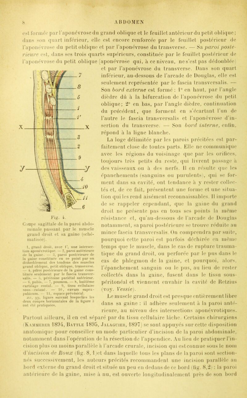 est formée par l'aponévrose du grand oblique et le feuillet antérieur du petit oblique; clans son quart inférieur, elle est encore renforcée par le feuillet postérieur de l'aponévrose du petit oblique et par l’aponévrose du transverse. — Sol paroi posté- rieure est, dans ses trois quarts supérieurs, constituée par le feuillet postérieur de l’aponévrose du petit oblique (aponévrose qui, à ce niveau, ne s’est pas dédoublée) et par l’aponévrose du transverse. Dans son quart inférieur, au-dessous de l’arcade de Douglas, elle est seulement représentée par le fascia transversalis. — Son bord externe est formé : 1° en haut, par l’angle dièdre dû à la bifurcation de l’aponévrose du petil oblique; 2° en bas, par l’angle dièdre, continuation du précédent, que forment en s’écartant l’un de l’autre le fascia transversalis et l’aponévrose d’in- sertion du transverse. — Son bord interne, enfin, répond h la ligne blanche. La loge délimitée par les parois précitées est par- faitement close de toutes parts. Elle ne communique avec les régions du voisinage que par les orifices, toujours très petits du reste, qui livrent passage h des vaisseaux ou à des nerfs. Il en résulte que les épanchements (sanguins ou purulents), qui se for- ment dans sa cavité, ont tendance à y rester collec- tés et, de ce fait, présentent une forme et une situa- tion qui les rend aisément reconnaissables. Il importe de se rappeler cependant, que la gaine du grand droit ne présente pas en tous ses points la même résistance et, qu’au-dessous de l’arcade de Douglas notamment, sa paroi postérieure se trouve réduite au mince fascia transversalis. On comprendra par suite, pourquoi cette paroi est parfois déchirée en même temps que le muscle, dans le cas de rupture trauma- tique du grand droit, ou perforée par le pus dans le cas de phlegmon de la gaine, et pourquoi, alors, l’épanchement sanguin ou le pus, au lieu de rester collectés dans la gaine, fusent dans le tissu sous- péritonéal et viennent envahir la cavité de Retzius (voy. Vessie). Le muscle grand droit est presque entièrement libre dans sa gaine : il adhère seulement à la paroi anté- rieure, au niveau des intersections aponévrotiques. Partout ailleurs, il en est séparé par du tissu cellulaire lâche. Certains chirurgiens i Kammerer 1894, Battle 189o, Jalàguier, 1897) se sont appuyés sur cette disposition anatomique pour conseiller un mode particulier d’incision de la paroi abdominale, notamment dans l’opération de la résection de l’appendice. Au lieu de pratiquer l’in- cision plus ou moins parallèle à l’arcade crurale, incision qui estconnue sous le nom d’incision de Roux (fig. 8, ljet dans laquelle tous les plans de la paroi sont section- nés successivement, les auteurs précités recommandent une incision parallèle au bord externe du grand droit et située un peu en dedans de ce bord (fig. 8,2) : la paroi antérieure de la gaine, mise à nu, est ouverte longitudinalement près de son bord Coupe sagittale de la paroi abdo- minale passant par le muscle grand droit et sa gaine (sché- matisée). 1, grand droit, avec 1\ une intersec- tion aponévrolique. — 2, paroi antérieure de la gaine. — 3, paroi postérieure de la gaine constituée en ce point par un dédoublement des tendons des muscles grand oblique, petit oblique, transverse. — 4, ptfroi postérieure de la gaine cons- tituée seulement par le fascia transver- salis. — i. péritoine pariétal antérieur. — (3. pubis. — 7, poumon. — t>, huitième cartilage costal. — 9, tissu cellulaire sous-cutané. — 10, cavum supra - pubicum. — 11, espace prévésical. xx, yy, lignes suivant lesquelles les deux coupes horizontales de la ligure 3 ont été pratiquées.