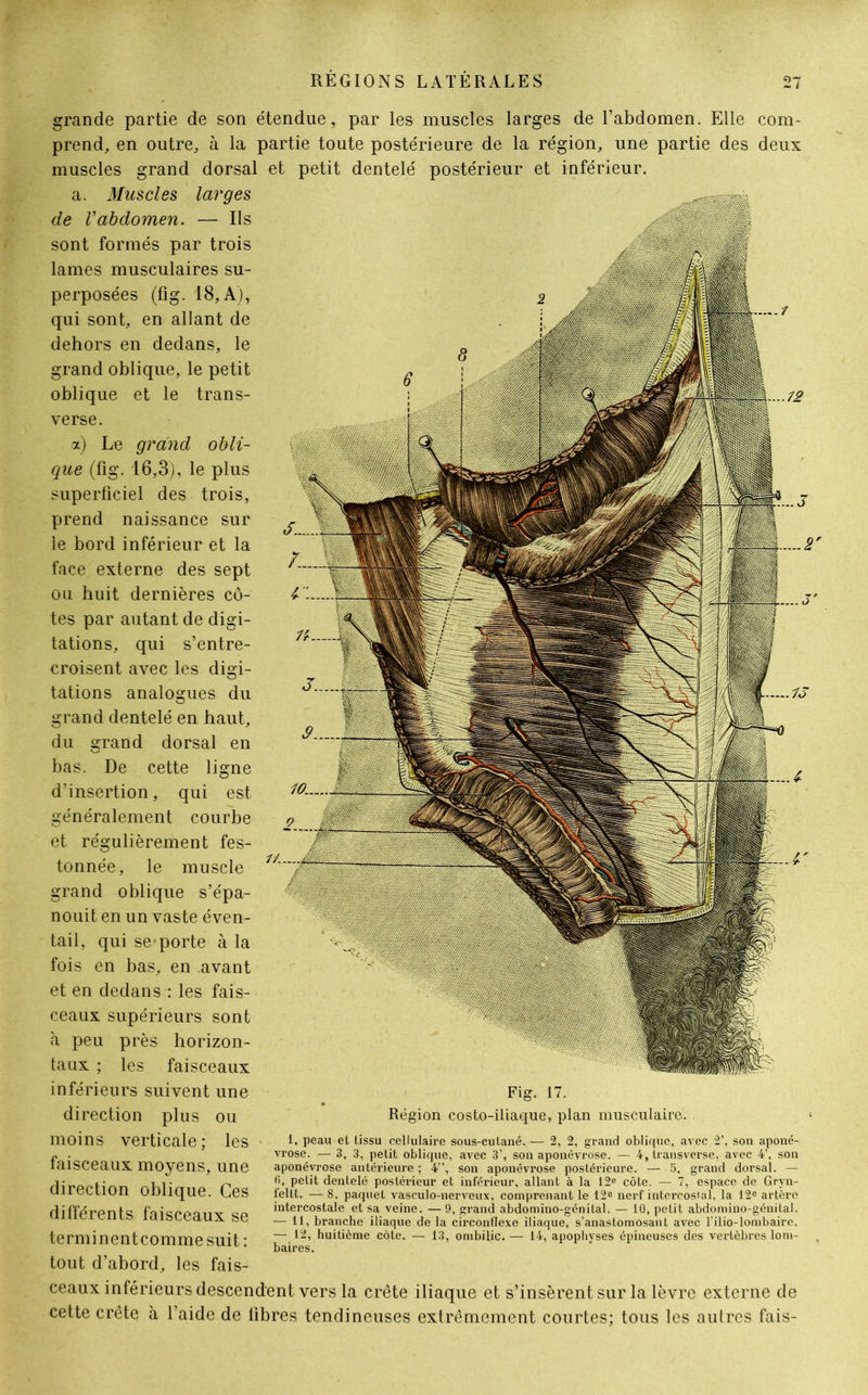 grande partie de son étendue, par les muscles larges de l’abdomen. Elle com- prend, en outre, à la partie toute postérieure de la région, une partie des deux muscles grand dorsal et petit dentelé postérieur et inférieur. a. Muscles larges de Vabdomen. — Ils sont formés par trois lames musculaires su- perposées (fig. 18, A), qui sont, en allant de dehors en dedans, le grand oblique, le petit oblique et le trans- verse. a) Le grand obli- que (fig. 16,3), le plus superficiel des trois, prend naissance sur le bord inférieur et la face externe des sept ou huit dernières cô- tes par autant de digi- tations, qui s’entre- croisent avec les digi- tations analogues du grand dentelé en haut, du grand dorsal en bas. De cette ligne d’insertion, qui est généralement courbe et régulièrement fes- tonnée, le muscle grand oblique s’épa- nouit en un vaste éven- tail, qui se-porte à la fois en bas, en avant et en dedans : les fais- ceaux supérieurs sont à peu près horizon- taux ; les faisceaux inférieurs suivent une direction plus ou moins verticale ; faisceaux moyens direction oblique différents faisceaux se terminentcomme suit : tout d’abord, les fais- ceaux inférieurs descendent vers la crête iliaque et s’insèrent sur la lèvre externe de cette crête à l’aide de fibres tendineuses extrêmement courtes; tous les autres fais- les une Ces Région costo-iliaque, plan musculaire. 1, peau et tissu cellulaire sous-cutané. — 2, 2, grand oblique, avec 2’, son aponé- vrose. — 3, 3, petit oblique, avec 3’, son aponévrose. — 4, transverse, avec 4’, son aponévrose antérieure ; 4”, son aponévrose postérieure. — 5, grand dorsal. — (1, petit dentelé postérieur et inférieur, allant à la 12e côte. — 7, espace de Gryn- feltt. — 8, paquet vasculo-nerveux, comprenant le 12e nerf intercostal, la 12° artère intercostale et sa veine. — 9, grand abdomino-génital. — 10, petit abdomino-génital. — 11, branche iliaque de la circonflexe iliaque, s’anastomosant avec l’ilio-lombaire. — 12, huitième côte. — 13, ombilic. — 14, apophyses épineuses des vertèbres lom- baires.
