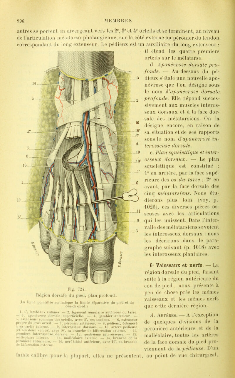 autres se portent en divergeant vers les 2e, 3e et 4e orteils et se terminent, au niveau de l'articulation métatarso-phalangienne, sur le côté externe ou péronier du tendon correspondant du long extenseur. Le pédieux est un auxiliaire du long extenseur : il étend les quatre premiers orteils sur le métatarse. d. Aponévrose dorsale pro- fonde. — Au-dessous du pé- dieux s’étale une nouvelle apo- névrose que l’on désigne sous le nom d'aponévrose dorsale profonde. Elle répond succes- sivement aux muscles interos- seux dorsaux et à la face dor- sale des métatarsiens. On la désigne encore, en raison de sa situation et de ses rapports sous le nom d'aponévrose in- lerosseuse dorsale. e. Plan squelettique et inter- osseux dorsaux. — Le plan squelettique est constitué ; 1° en arrière, par la face supé- rieure des os du tarse ; 2° en avant, par la face dorsale des cinq métatarsiens. Nous étu- dierons plus loin (voy. p. 1026), ces diverses pièces os- seuses avec les articulations qui les unissent. Dans l’inter- valle des métatarsiens se voient les interosseux dorsaux : nous les décrirons dans le para- graphe suivant (p. 1018) avec les interosseux plantaires. Fig. 72i. Région dorsale du pied, plan profond. La ligne pointillée xx indique la limite séparative du pied et du cou-de-pied.) 6u Vaisseaux et nerfs. — La région dorsale du pied, faisant suite à la région antérieure du cou-de-pied, nous présente à peu de chose près les mêmes vaisseaux et les mêmes nerfs que cette dernière région. 1.1, lambeaux cutanés. — 2, ligament annulaire antérieur du tarse. — 3, aponévrose dorsale superficielle. — 4. jambier antérieur — >. extenseur commun des orteils, avec o\ ses tendons. — 0, extenseur propre du ros orteil. — 7, péronier antérieur. — 8. pédieux, échancré a sa partie interne. — 9, interosseux dorsaux. — 10. arlère pédieuse (et ses deux veines , avec 10', sa branche de bifurcation externe. — 11, première interosseuse dorsale. — 12, quaLricme inlerosseuse. — 13, malléolaire interne. — 14. malléolaire externe. — 13, branche de la péronière antérieure. — 16, nerf tibial antérieur, avec 16’, sa branche de bifurcation externe. faible calibre pour la plupart, elles ne présentent A. Artères. — A l’exception de quelques divisions de la péronière antérieure et de la malléolaire, toutes les artères de la face dorsale du pied pro- viennent de la pédieuse. D’un au point de vue chirurgical.