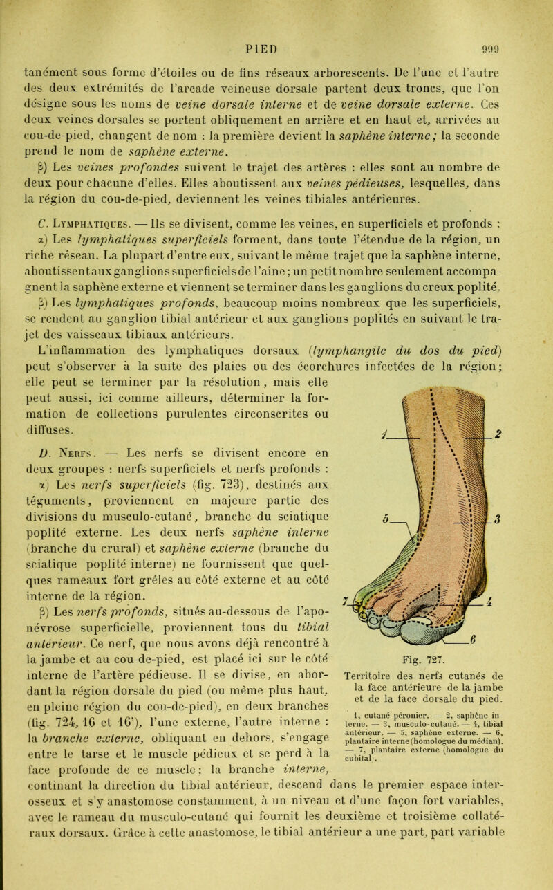 tanément sous forme d’étoiles ou de fins réseaux arborescents. De l’une et l’autre des deux extrémités de l’arcade veineuse dorsale partent deux troncs, que l’on désigne sous les noms de veine dorsale interne et de veine dorsale externe. Ces deux veines dorsales se portent obliquement en arrière et en haut et, arrivées au cou-de-pied, changent de nom : la première devient la saphène interne ; la seconde prend le nom de saphène externe. £) Les veines profondes suivent le trajet des artères : elles sont au nombre de deux pour chacune d’elles. Elles aboutissent aux veines pédieuses, lesquelles, dans la région du cou-de-pied, deviennent les veines tibiales antérieures. C. Lymphatiques. — Ils se divisent, comme les veines, en superficiels et profonds : a) Les lymphatiques superficiels forment, dans toute l’étendue de la région, un riche réseau. La plupart d’entre eux, suivant le même trajet que la saphène interne, aboutissentaux ganglions superficiels de l’aine; un petit nombre seulement accompa- gnent la saphène externe et viennent se terminer dans les ganglions du creux poplité. P) Les lymphatiques profonds, beaucoup moins nombreux que les superficiels, se rendent au ganglion tibial antérieur et aux ganglions poplités en suivant le tra- jet des vaisseaux tibiaux antérieurs. L’inflammation des lymphatiques dorsaux (lymphangite du dos du pied) peut s’observer à la suite des plaies ou des écorchures infectées de la région; elle peut se terminer par la résolution, mais elle peut aussi, ici comme ailleurs, déterminer la for- mation de collections purulentes circonscrites ou diffuses. D. Nerfs. — Les nerfs se divisent encore en deux groupes : nerfs superficiels et nerfs profonds : a) Les nerfs superficiels (fig. 723), destinés aux téguments, proviennent en majeure partie des divisions du musculo-cutané, branche du sciatique poplité externe. Les deux nerfs saphène interne (branche du crural) et saphène externe (branche du sciatique poplité interne) ne fournissent que quel- ques rameaux fort grêles au côté externe et au côté interne de la région. [}) Les nerfs profonds, situés au-dessous de l’apo- névrose superficielle, proviennent tous du tibial antérieur. Ce nerf, que nous avons déjà rencontré à la jambe et au cou-de-pied, est placé ici sur le côté interne de l’artère pédieuse. Il se divise, en abor- dant la région dorsale du pied (ou même plus haut, en pleine région du cou-de-pied), en deux branches (fig. 724, 16 et 16’), l’une externe, l’autre interne : la branche externe, obliquant en dehors, s’engage entre le tarse et le muscle pédieux et se perd à la face profonde de ce muscle ; la branche interne, continant la direction du tibial antérieur, descend dans le premier espace inter- osseux et s’y anastomose constamment, à un niveau et d’une façon fort variables, avec le rameau du musculo-cutané qui fournit les deuxième et troisième collaté- raux dorsaux. Grâce à cette anastomose, le tibial antérieur a une part, part variable Territoire des nerfs cutanés de la face antérieure de la jambe et de la face dorsale du pied. 1, cutané péronier. — 2, saphène in- terne. — 3, musculo-cutané. — 4, tibial autérieur. — 5, saphène externe. — 6, plantaire interne (homologue du médian). — 7, plantaire externe (homologue du cubital).