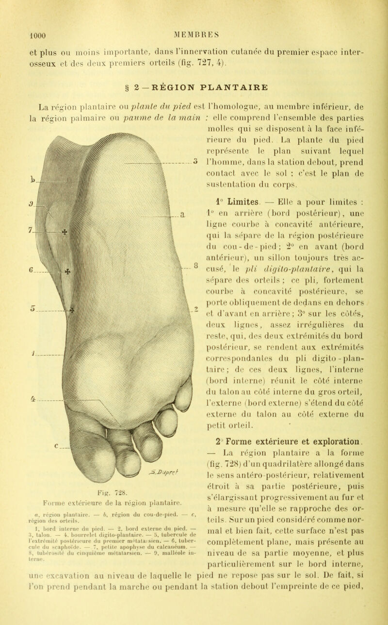 et plus ou moins importante, dans l’innervation cutanée du premier espace inter- osseux et des deux premiers orteils (fig. 727, 4). la région palmaire ou paume de la main § 2—REGION PLANTAIRE La région plantaire ou plante du pied est l’homologue, au membre inférieur, de : elle comprend l’ensemble des parties molles qui se disposent à la face infé- rieure du pied. La plante du pied représente le plan suivant lequel l’homme, dans la station debout, prend contact avec le sol : c’est le plan de sustentation du corps. 1° Limites. — Elle a pour limites : 1° en arrière (bord postérieur), une ligne courbe à concavité antérieure, qui la sépare de la région postérieure du cou-de-pied; 2° en avant (bord antérieur), un sillon toujours très ac- cusé, le pli digito-plantaire, qui la sépare des orteils ; ce pli, fortement courbe à concavité postérieure, se porte obliquement de dedans en dehors et d’avant en arrière; 3° sur les cotés, deux lignes, assez irrégulières du reste, qui, des deux extrémités du bord postérieur, se rendent aux extrémités correspondantes du pli digito-plan- taire ; de ces deux lignes, l’interne (bord interne) réunit le côté interne du talon au côté interne du gros orteil, l’externe (bord externe) s’étend du côté externe du talon au côté externe du petit orteil. 2 Forme extérieure et exploration — La région plantaire a la forme (fig. 728) d’un quadrilatère allongé dans le sens antéro-postérieur, relativement étroit à sa partie postérieure, puis s’élargissant progressivement au fur et à mesure qu’elle se rapproche des or- teils. Sur un pied considéré comme nor- mal et bien fait, cette surface n’est pas complètement plane, mais présente au niveau de sa partie moyenne, et plus particulièrement sur le bord interne, une excavation au niveau de laquelle le pied ne repose pas sur le sol. De fait, si l’on prend pendant la marche ou pendant la station debout l’empreinte de ce pied, DupFtl Fig. 728. Forme extérieure de la région plantaire. a, région plantaire. — b, région du cou-de-pied. — c, région des orteils. 1, bord interne du pied. — 2, bord externe du pied. — 3, talon. — 4. bourrelet digito-plantaire. — 5, tubercule de l’extrémité postérieure du premier métatai sien. — 6, tuber- cule du scaphoïde. — 7. petite apophyse du calcanéum. — 8, tubérosité du cinquième métatarsien. — 9, malléole in- terne.