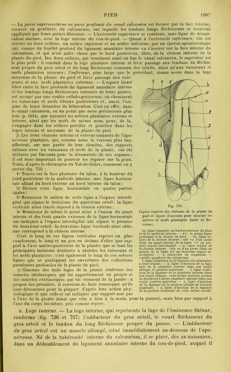 — La paroi supéro-externe ou paroi profonde du canal calcanéen est formée par la face interne, excavée en gouttière, du calcanéum, sur laquelle les tendons longs fléchisseurs se trouvent appliqués par leurs gaines fibreuses. — L’extrémité supérieure se continue, sans ligne de démar- cation aucune, avec la loge interne du cou-de-pied. — Quant à Y extrémité inférieure, elle est divisée en deux orifices, un orifice supérieur et un orifice inférieur, par un éperon aponévrotique qui, émané du feuillet profond du ligament annulaire interne va s’insérer sur la face interne du calcanéum, et qui n’est autre chose que le bord postérieur, libre, de la cloison interne de la plante du pied. Des deux orifices, qui terminent ainsi en bas Je canal calcanéen, le supérieur est le plus petit : il conduit dans la loge plantaire interne et livre passage aux tendons du fléchis- seur propre du gros orteil et du long fléchisseur commun des orteils, ainsi qu’aux vaisseaux et nerfs plantaires internes ; l'inférieur, plus large que le précédent, donne accès dans la loge moyenne de la plante du pied et livre passage aux vais- seaux et aux nerfs plantaires externes. — L’espace laissé libre entre la face profonde du ligament annulaire interne et les tendons longs fléchisseurs entourés de leurs gaines, est occupé par une coulée cellulo-graisseuse, où cheminent les vaisseaux et nerfs tibiaux postérieurs et, aussi, l’ori- gine de leurs branches de bifurcation. C’est en effet, dans le canal calcanéen, en un point que nous préciserons plus loin (p. 1014), que naissent les artères plantaires externe et interne, ainsi que les nerfs de même nom, pour, de là, s’engager dans les orifices précités et pénétrer dans les loges interne et moyenne de la plante du pied. p) Les deux cloisons interne et externe émanées de l’apo- névrose plantaire, qui, comme nous le verrons plus bas, affectent, sur une partie de leur étendue, des rapports intimes avec les vaisseaux et nerfs de la plante, ont été utilisées par Delorme pour la découverte de ces organes ; il est donc important de pouvoir les repérer sur la peau. Voici, d’après le chirurgien du Val-de-Grâce, comment on y arrive (fig. 733) : 1° Tracez sur la face plantaire du talon, à la hauteur du bord postérieur de la malléole interne, une ligne horizon- tale allant du bord externe au bord interne du talon ; 2° Divisez cette ligne horizontale en quatre parties égales ; 3° Réunissez le milieu de cette ligne à l’espace interdi- gital qui sépare le troisième du quatrième orteil : la ligne verticale ainsi tracée répond à la cloison externe ; 4° Réunissez de même le point situé à l’union du quart interne et des trois quarts externes de la ligne horizontale sus-indiquée à l’espace interdigital qui sépare le premier du deuxième orteil : la deuxième ligne verticale ainsi obte- nue correspond à la cloison interne. C’est le long de ces lignes verticales repères ou plus exactement, le long et un peu en dedans d’elles (par rap- port à l’axe antéro-postérieur de la plante) que se font les principales incisions destinées à aborder les vaisseaux et les nerfs plantaires : c’est également le long de ces mêmes lignes que se pratiquent les ouvertures des collections purulentes profondes de la plante du pied. y) Chacune des trois loges de la plante renferme des muscles intrinsèques qui lui appartiennent en propre et des muscles extrinsèques qui lui viennent de la jambe : à propos des premiers, il convient de faire remarquer qu’ils sont dénommés pour la plupart d’après leur action phy- siologique et que celle-ci est indiquée par rapport non pas à l’axe de la plante (ainsi que cela a lieu à la main, pour la paume), mais bien par rapport à l’axe du corps lui-même, pris comme repère. a. Loge interne. — La loge interne, qui représente la loge de l’éminence thénar, renferme (fig. 736 et 737) l’adducteur du gros orteil, le court fléchisseur du gros orteil et le tendon du long fléchisseur propre du pouce. — L'adducteur du gros orteil est un muscle allongé, situé immédiatement au-dessous de l’apo- névrose. Né de la tubérosité interne du calcanéum, il se place, dès sa naissance, dans un dédoublement du ligament annulaire interne du cou-de-pied, auquel il Fig. 733. Lignes repères des cloisons de la plante du pied et lignes d'incision pour aborder les artères et nerfs plantaires (imité de De- lorme). aa, ligne tangente au bord postérieur du tibia et de la malléole interne. — a'a\ la môme ligne prolongée à la plante du pied. — bb, ligne re- père de la cloison interne : elle va d’un point situé au quart interne de la ligne n'a au pre- mier espace interdigital. — ce, ligne repère de la cloison externe : elle va d’un point situé au milieu de la ligne a'a' au troisième espace in- terdigital. — d, tubercule du scaphoïde. — e,petite apophyse du calcanéum. i. ligne d’incision de la ligature des plantaires à leur origine. — 2, ligne d’incision de la liga- ture de la plantaire externe dans son trajet oblique et postéro-antérieur. — 3, ligne d’inci- sion de la ligature de la plantaire externe dans son trajet oblique : cette même incision permet de découvrir l'artère plantaire interne dans son trajet postéro-antérieur. — 4, ligne d’incision de la ligature de la portion initiale de l’arcade plantaire. — 3, ligne d’incision de la ligature de la portion terminale de cette même arcade