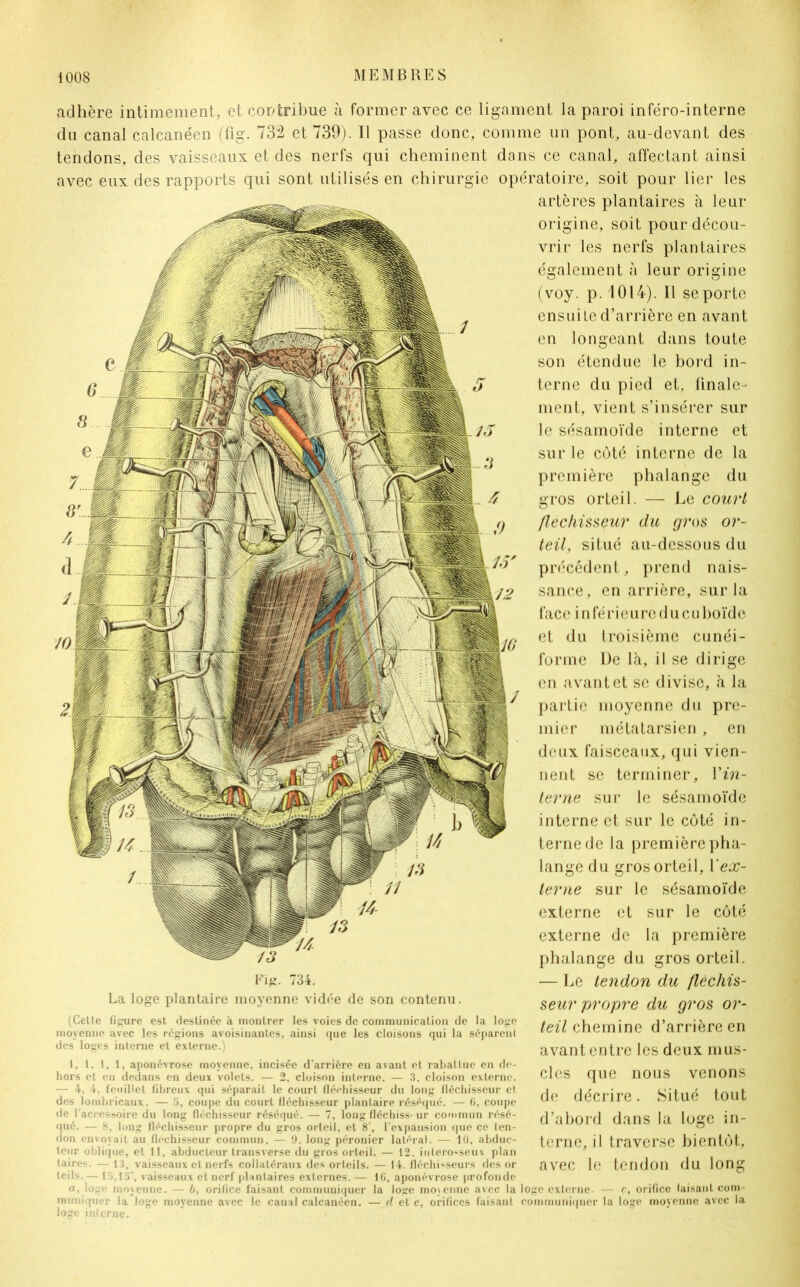 adhère intimement, et contribue à former avec ce ligament la paroi inféro-interne du canal calcanéen (fig. 732 et 739). Il passe donc, comme un pont, au-devant des tendons, des vaisseaux et des nerfs qui cheminent dans ce canal, affectant ainsi avec eux des rapports qui sont utilisés en chirurgie opératoire, soit pour lier les artères plantaires à leur origine, soit pour décou- vrir les nerfs plantaires également à leur origine (voy. p. 1014). Il se porte ensuile d’arrière en avant en longeant dans toute son étendue le bord in- terne du pied et, finale- ment, vient s’insérer sur le sésamoïde interne et sur le côté interne de la première phalange du gros orteil. — Le court fléchisseur du gros or- teil, situé au-dessous du précédent, prend nais- sance, en arrière, sur la face inférieure du cuboïde et du troisième cunéi- forme De là, il se dirige en avant et se divise, à la partie moyenne du pre- mier métatarsien, en deux faisceaux, qui vien- nent se terminer, Y in- terne sur le sésamoïde interne et sur le côté in- terne de la première pha- lange du gros orteil, Y ex- terne sur le sésamoïde externe et sur le côté externe de la première phalange du gros orteil. — Le tendon du fléchis- seur propre du gros or- teil chemine d’arrière en avant entre les deux mus- cles que nous venons de décrire. Situé tout d’abord dans la loge in- terne, il traverse bientôt, avec le tendon du long Fig. 734. La loge plantaire moyenne vidée de son contenu. (Cette figure est destinée à montrer les voies de communication de la loge moyenne avec les régions avoisinantes, ainsi que les cloisons qui la séparent des loges interne et externe.) 1, 1. 1, 1, aponévrose moyenne, incisée d’arrière en avant et rabattue en de- hors et en dedans en deux volets. — 2, cloison interne. — 3, cloison externe. — 4, 4. feuillet fibreux qui séparait le court fléehisseur du long fléchisseur cl des lombricaux. — 5, coupe du court fléchisseur plantaire réséqué. — 6, coupe de l'accessoire du long fléchisseur réséqué. — 7, long fléchiss- ur commun résé- qué. — 8, long fléchisseur propre du gros orteil, et 8’, l’expansion que ce ten- don envoyait au fléchisseur commun. — 9. long péronier latéral. — lü, abduc- teur oblique, et 11, abducteur transverse du gros orteil. — 12. inlero**seux plan taires. — 13, vaisseaux et nerfs collatéraux des orteils. — 14. fléchisseurs des or teils. — 13,15’, vaisseaux et nerf plantaires externes. — 10, aponévrose profonde , loge moyenne. — 6, orifice faisant communiquer la loge moyenne avec la loge externe. — c, orifice faisant com- muniquer la loge moyenne avec le canal calcanéen. — il et e, orifices faisant communiqncr la loge moyenne avec la loge interne.