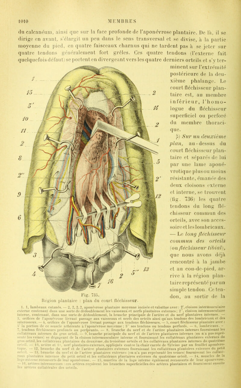 du calcanéum, ainsi que sur la face profonde de l’aponévrose plantaire. De là, il se dirige en avant, s’élargit un peu dans le sens transversal et se divise, à la partie moyenne du pied, en quatre faisceaux charnus qui ne tardent pas à se jeter sur quatre tendons généralement fort grêles. Ces quatre tendons (l’externe fait quelquefois défaut) se portent en divergeant vers les quatre derniers orteils et s’y ter- Région plantaire : plan du court fléchisseur minent sur l’extrémité postérieure de la deu- xième phalange. Le court fléchisseur plan- taire est, au membre inférieur, l’homo- logue du fléchisseur superficiel ou perforé du membre thoraci- que. P) Sur un deuxième plan, au-dessus du court fléchisseur plan- taire et séparés de lui par une lame aponé- vrotique plus ou moins résistante, émanée des deux cloisons externe et interne, se trouvent (fig. 736) les quatre tendons du long flé- chisseur commun des orteils, avec son acces- soire et les lombricaux. — Le long fléchisseur commun des orteils (ou fléchisseur tibial), que nous avons déjà rencontré à la jambe et au cou-de-pied, ar- rive à la région plan- taire représenté par un simple tendon. Ce ten- don, au sortir de la 1. 1, lambeaux cutanés. — 2, 2, 2.2. aponévrose plantaire moyenne incisée et rabattue avec : 2\ cloison intermuscuiaire externe contenant dans une sorte de dédoublement les vaisseaux et nerfs plantaires externes; 2 , cloison intermusculaire interne, contenant, dans une sorte de dédoublement, la branche principale de l’artère et du nerf plantaires internes. — 3, orifices de l’aponévrose livrant passage aux vaisseaux et nerfs des orteils ainsi qu’aux tendons des lombricaux et des interosseux. — 4. orifices de l'aponévrose livrant passage aux tendons fléchisseurs. — 5, court fléchisseur plantaire avec : '■> la portion de ce muscle adhérente à l'aponévrose moyenne ; 5” ses tendons ou tendons perforés. — ri, lombricaux. - T. tendons fléchisseurs profonds ou perforants. — 8. branche du nerf et de l’artère plantaires internes fournissant les collatéraux internes du gros orteil. — 9,'branche principale du nerf et de l'artère plantaires internes (on n'a pas repré- senté les veines; se dégageant de la cloison intermusculaire interne et fournissant les collatéraux plantaires externes du -tos orteil, les collatéraux plantaires du deuxième, du troisième orteils et les collatéraux plantaires internes du quatrième <»r 'il. — 10, artère et 11. nerf plantaires externes, appliqués contre la chair carrée de Svlvius par un feuillet aponévro- tique. — 12, branche du nerf et de l’artère plantaires externes fournissant les collatéraux plantaires externes du petit or! 1. — 13, branche du nerf et de l’artère plantaires externes (on n'a pas représenté les veinesi fournissant les collate- raux plantaires internes du petit orteil et les collatéraux plantaires externes du quatrième orteil. — 14. muscles de la loge externe recouverts de leur aponévrose. — 15, muscles de la loge interne également recouverts de leur aponévrose. — 16. artères interosseuses : ces artères reçoivent les branches superficielles des artères plantaires et fournissent ensuite les artères collatérales des orteils.