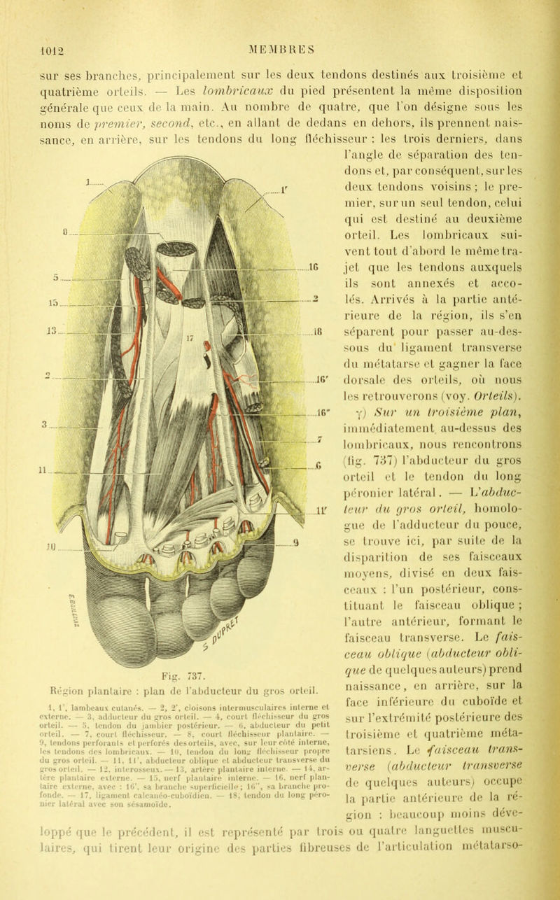 sur ses branches, principalement sur les deux tendons destinés aux troisième et quatrième orteils. — Les lombricaux du pied présentent la même disposition générale que ceux de la main. Au nombre de quatre, que l’on désigne sous les noms de premier, second, etc., en allant de dedans en dehors, ils prennent nais- sance, en arrière, sur les tendons du long fléchisseur : les trois derniers, dans l’angle de séparation des ten- dons et, par conséquent, sur les deux tendons voisins ; le pre- mier, sur un seul tendon, celui qui est destiné au deuxième orteil. Les lombricaux sui- vent tout d’abord le même tra- jet que les tendons auxquels ils sont annexés et acco- lés. Arrivés à la partie anté- rieure de la région, ils s’en séparent pour passer au-des- sous du ligament transverse du métatarse et gagner la lace dorsale des orteils, où nous les retrouverons (voy. Orteils). y) Sur un troisième plan, immédiatement au-dessus des lombricaux, nous rencontrons (lig. 737) l’abducteur du gros orteil et le tendon du long péronier latéral. — Yèabduc- teur du gros orteil, homolo- gue de l’adducteur du pouce, se trouve ici, par suite de la disparition de ses faisceaux moyens, divisé en deux fais- ceaux : l’un postérieur, cons- tituant le faisceau oblique ; l’autre antérieur, formant le faisceau transverse. Le fais- ceau oblique (abducteur obli- que de quelques auteurs) prend naissance, en arrière, sur la face inférieure du cuboïde et sur l’extrémité postérieure des troisième et quatrième méta- tarsiens. Le faisceau trans- verse (abducteur transverse de quelques auteurs) occupe la partie antérieure de la ré- gion : beaucoup moins déve- loppé que le précédent, il est représenté par trois ou quatre languettes muscu- laires, qui tirent leur origine des parties fibreuses de l’articulation métatarso- Fig. 737. Région plantaire : plan de l’abducteur du gros orteil. 1, i', lambeaux cutanés. — 2, 2’, cloisons intermusculaires interne et externe. — 3, adducteur du gros orteil. — 4, court fléchisseur du gros orteil. — 5. tendon du jambier postérieur. — ti, abducteur du petit orteil. — 7, court fléchisseur. — 8, court fléchisseur plantaire. — 9, tendons perforants et perforés desorleils, avec, sur leur côté interne, les tendons des lombricaux. — 10, tendon du lon*r fléchisseur propre du gros orteil. — 11, 11’, abducteur oblique et abducteur transverse du gros orteil. — J2, interosseux. — 13, artère plantaire interne. -— 14, ar- tère plantaire externe. — 15, nerf plantaire interne. — 16. nerf plan- taire externe, avec : 16’. sa branche superficielle; 16”, sa branche pro- fonde. — 17, ligament calcanéo-cuboïdien. — 18, tendon du long péro- nier latéral avec son sésamoïde.