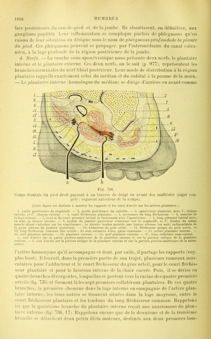 face postérieure du cou-de-pied et de la jambe. Ils aboutissent, en définitive, aux ganglions poplités. Leur inflammation se complique parfois de phlegmons qu’en raison de leur situation on désigne sous le nom dq phlegmons profonds de la plante du pied. Ces phlegmons peuvent se propager, par l’intermédiaire du canal calca- néen, à la loge profonde de la région postérieure de la jambe. d. Nerfs. —La couche sous-aponévrotique nous présente deux nerfs, le plantaire interne et le plantaire externe. Ces deux nerfs, on le sait (p. 977), représentent les branches terminales du nerf tibial postérieur. Leur mode de distribution à la région plantaire rappelle exactement celui du médian et du cubital à la paume delà main. — Le plantaire interne (homologue du médian) se dirige d’arrière en avant comme Fig. 740. Coupe frontale du pied droit passant à un travers de doigt en avant des malléoles (sujet con- gelé ; segment antérieur de la coupe). (Cette figure est destinée à montrer les rapports et les voies d'accès sur les artères plantaires.) t, partie postérieure du scaphoïde. — 2, partie postérieure du cuboïde. — 3, aponévrose plantaire, avec 3’, cloison interne, et 3, cloison externe. — 4, court fléchisseur plantaire. — 5, accessoire «tu long fléchisseur. — 6, muscles de la loge externe. - 7, teiul >n du court péronier latéral se fusionnant avec l’aponévrose. — S, long péronier latéral avec, en noir, sa bourse séreuse — 9, tendon du jambier postérieur s’insérant sur le scaphoïde, et 9’, tendon du môme muscle allant s’attacher sur les cunéiformes : ce dernier tendon possède une bourse séreuse (en noir) indépendante de la gaine séreuse du jambier postérieur. — lu, adducteur du gros orteil. «— 11, fléchisseur propre du gros orteil, et 12. long fléchisseur commun des orteils : ils sont entourés d une gaine commune. — 13, artère plantaire interne. — 14, nerf plantaire interne. — 15, plantaire externe. — IG, nerf plantaire externe. — tissu cellulaire sous-cutané. a, voie d’accès sur la partie postéro-antérieure de la plantaire interne et sur la portion oblique de la plantaire externe. — b, voie d accès sur la portion oblique de la plantaire externe et sur la portion postéro-antérieure de la môme artère. l’artère homonyme qu’il accompagne et dont, par suite, il partage les rapports (voy. plus haut). Il fournit, dans la première partie de son trajet, plusieurs rameaux mus- culaires pour l’adducteur et le court fléchisseur du gros orteil, pour le court fléchis- seur plantaire et pour le faisceau interne de la chair carrée. Puis, il se divise en quatre branches divergentes, lesquelles se portent vers la racine des quatre premiers orteils (fig. 735) et forment laies sept premiers collatéraux plantaires. De ces quatre branches, la première chemine dans la loge interne en compagnie de l’artère plan- taire interne; les trois autres se trouvent situées dans la loge moyenne, entre le court fléchisseur plantaire et les tendons du long fléchisseur commun. Rappelons ici que la quatrième branche du plantaire interne reçoit une anastomose du plan- taire externe (fig. 736, 17). Rappelons encore que de la deuxième et de la troisième branche se détachent deux petits filets moteurs, destinés aux deux premiers lom-