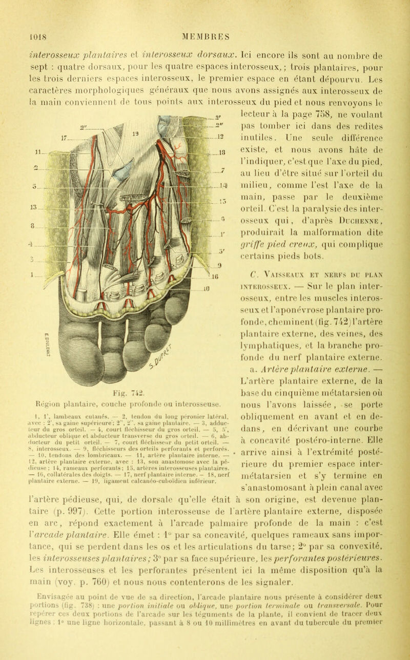 interosseux 'plantaires et interosseux dorsaux. Ici encore ils sont au nombre de sept : quatre dorsaux, pour les quatre espaces interosseux, ; trois plantaires, pour les trois derniers espaces interosseux, le premier espace en étant dépourvu. Les caractères morphologiques généraux que nous avons assignés aux interosseux de la main conviennent de tous points aux interosseux du pied et nous renvoyons le lecteur à la page 758, ne voulant pas tomber ici dans des redites inutiles. Une seule différence existe, et nous avons hâte de l’indiquer, c’est que l’axe du pied, au lieu d’être situé sur l’orteil du milieu, comme l’est l’axe de la main, passe par le deuxième orteil. C/est la paralysie des inter- osseux qui, d’après Duchenne, produirait la malformation dite griffe pied creux, qui complique certains pieds bots. C. Vaisseaux et nerfs du plan interosseux. — Sur le plan inter- osseux, entre les muscles interos- seux et l’aponévrose plantaire pro- fonde, cheminent (fig. 742) l’artère plantaire externe, des veines, des lymphatiques, et la branche pro- fonde du nerf plantaire externe. a. Artère plantaire externe. — L’artère plantaire externe, de la base du cinquième métatarsien où nous l’avons laissée, se porte obliquement en avant et en de- dans, en décrivant une courbe à concavité postéro-interne. Elle arrive ainsi à l’extrémité posté- rieure du premier espace inter- métatarsien et s’y termine en s’anastomosant à plein canal avec l’artère pédieuse, qui, de dorsale qu’elle était à son origine, est devenue plan- taire (p. 097). Cette portion interosseuse de l’artère plantaire externe, disposée en arc, répond exactement à l’arcade palmaire profonde de la main : c’est Varcade plantaire. Elle émet : lù par sa concavité, quelques rameaux sans impor- tance, qui se perdent dans les os et les articulations du tarse; 2° par sa convexité, les interosseuses plantaires ; 3° par sa face supérieure, les per forantes postérieures. Les interosseuses et les perforantes présentent ici la même disposition qu’à la main (voy. p. 760) et nous nous contenterons de les signaler. Fig. 742. Région plantaire, couche profonde ou interosseuse. 1, 1’, lambeaux culanés. — 2, tendon du long péronier latéral, avec : 2’, sa gaine supérieure’; 2”. 2. sa gaine plaulairc. — 3, adduc- teur du gros orteil. — 4, court fléchisseur du gros orteil. — 5, 5’, abducteur oblique et abducteur transverse du gros orteil. — 6, ab- ducteur du petit orteil. — 7, court fléchisseur du petit orteil. — n, interosseux. — 9, fléchisseurs des orteils perforants et perforés. — 10. tendons des lombricaux. — 11, artère plantaire interne. — 12, artère plantaire externe, avec : 13, son anastomose avec la pé- dieuse ; 14, rameaux perforants; 15. artères interosscuses plantaires. — 10, collaterales des doigts. — 17, nerf plantaire interne. - 18, nerf plantaire externe. — 19, ligament calcanéo-cuboïdicn inférieur. Envisagée au point de vue de sa direction, l’arcade plantaire nous présente à considérer deux portions (fig. 738) : une portion initiale ou oblique, une portion terminale ou transversale. Pour repérer ces deux portions de l’arcade sur les téguments de la plante, il convient de tracer deux lignes : 1° une ligne horizontale, passant à 8 ou 40 millimètres en avant du tubercule du premier