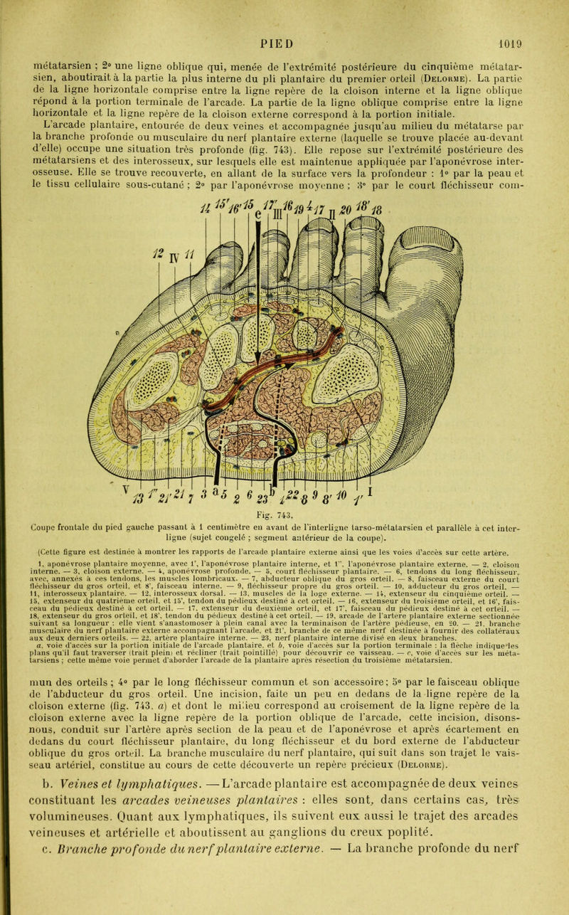 métatarsien ; 2° une ligne oblique qui, menée de l’extrémité postérieure du cinquième métatar- sien, aboutirait à la partie la plus interne du pli plantaire du premier orteil (Delorme). La partie de la ligne horizontale comprise entre la ligne repère de la cloison interne et la ligne oblique répond à la portion terminale de l’arcade. La partie de la ligne oblique comprise entre la ligne horizontale et la ligne repère de la cloison externe correspond à la portion initiale. L’arcade plantaire, entourée de deux veines et accompagnée jusqu’au milieu du métatarse par la branche profonde ou musculaire du nerf plantaire externe (laquelle se trouve placée au-devant d’elle) occupe une situation très profonde (fig. 743). Elle repose sur l’extrémité postérieure des métatarsiens et des interosseux, sur lesquels elle est maintenue appliquée par l’aponévrose inter- osseuse. Elle se trouve recouverte, en allant de la surface vers la profondeur : 1° par la peau et le tissu cellulaire sous-cutané ; 2° par l’aponévrose moyenne ; 3° par le court fléchisseur com- Fig. 743. Coupe frontale du pied gauche passant à 1 centimètre en avant de l’interligne tarso-métatarsien et parallèle à cet inter- ligne (sujet congelé ; segment antérieur de la coupe). (Cette figure est destinée à montrer les rapports de l’arcade plantaire externe ainsi que les voies d’accès sur cette artère. 1, aponévrose plantaire moyenne, avec 1’, l’aponévrose plantaire interne, et 1”, l’aponévrose plantaire externe. — 2, cloison interne. — 3, cloison externe. — 4, aponévrose profonde. — a, court fléchisseur plantaire. — 6, tendons du long fléchisseur, avec, annexés à ces tendons, les muscles lombricaux. — 7, abducteur oblique du gros orteil. — 8, faisceau externe du court fléchisseur du gros orteil, et 8’, faisceau interne. — 9, fléchisseur propre du gros orteil. — 10, adducteur du gros orteil. — 11, interosseux plantaire. — 12, interosseux dorsal. — 13, muscles de la loge externe. — 14, extenseur du cinquième orteil. — 13, extenseur du quatrième orteil, et 13’, tendon du pédieux destiné à cet orteil. — J 6, extenseur du troisième orteil, et 16’, fais- ceau du pédieux destiné à cet orteil. — 17, extenseur du deuxième orteil, et 17’. faisceau du pédieux destiné à cet orteil. — 18, extenseur du gros orteil, et 18’. tendon du pédieux destiné à cet orteil. — 19, arcade de l’artere plantaire externe sectionnée- suivant sa longueur : elle vient s’anastomoser à plein canal avec la terminaison de l’artère pédieuse, en 20. — 21. branche musculaire du nerf plantaire externe accompagnant l'arcade, et 21’, branche de ce même nerf destinée à fournir des collatéraux aux deux derniers orteils. — 22, artère plantaire interne. — 23, nerf plantaire interne divisé en deux branches. a, voie d’accès sur la portion initiale de l’arcade plantaire, et b, voie d’accès sur la portion terminale : la flèche indique'les plans qu’il faut traverser (trait pleini et récliner (trait pointillé) pour découvrir ce vaisseau. — c, voie d’accès sur les méta- tarsiens : cette même voie permet d’aborder l’arcade de la plantaire après résection du troisième métatarsien. mun des orteils; 4° par le long fléchisseur commun et son accessoire; o° par le faisceau obliquo de l’abducteur du gros orteil. Une incision, faite un peu en dedans de la ligne repère de la cloison externe (fig. 743. a) et dont le milieu correspond au croisement de la ligne repère de la cloison externe avec la ligne repère de la portion oblique de l’arcade, cette incision, disons- nous, conduit sur l’artère après section de la peau et de l’aponévrose et après écartement en dedans du court fléchisseur plantaire, du long fléchisseur et du bord externe de l’abducteur oblique du gros orteil. La branche musculaire du nerf plantaire, qui suit dans son trajet le vais- seau artériel, constitue au cours de cette découverte un repère précieux (Delorme). b. Veines et lymphatiques. —L’arcade plantaire est accompagnée de deux veines constituant les arcades veineuses plantaires : elles sont, dans certains cas, très- volumineuses. Quant aux lymphatiques, ils suivent eux aussi le trajet des arcades veineuses et artérielle et aboutissent au ganglions du creux poplité. c. Branche profonde du nerf plantaire externe. — La branche profonde du nerf