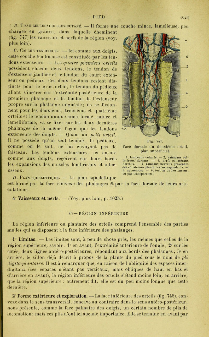 B. Tissu cellulaire sous-cutané. — Il forme une couche mince, lamelleuse, peu chargée en graisse, dans laquelle cheminent (hg. 47) les vaisseaux et nerfs de la région (voy. plus loin). C. Couche tendineuse. — Ici comme aux doigts, •cette couche tendineuse est constituée par les ten- dons extenseurs. — Les quatre premiers orteils possèdent chacun deux tendons, le tendon de l’extenseur jambier et le tendon du court exten* seur ou pédieux. Ces deux tendons restent dis- tincts pour le gros , orteil, le tendon du pédieux allant s’insérer sur l’extrémité postérieure de la première phalange et le tendon de l’extenseur propre sur la phalange unguéale ; ils se fusion- nent pour les deuxième, troisième et quatrième •orteils et le tendon unique ainsi formé, mince et lamelliforme, va se fixer sur les deux dernières phalanges de la même façon que les tendons •extenseurs des doigts. — Quant au petit orteil, il ne possède qu’un seul tendon, le pédieux, comme on lé sait, ne lui envoyant pas de faisceau. Les tendons extenseurs, ici encore comme aux doigts, reçoivent sur leurs bords les expansions des muscles lombricaux et inter- osseux. D. Plan squelettique. — Le plan squelettique est formé par la face convexe des phalanges et par la face dorsale de leurs arti- culations. 4° Vaisseaux et nerfs. — (Voy. plus loin, p. 102o.) B) — RÉGION INFÉRIEURE La région inférieure ou plantaire des orteils comprend l’ensemble des parties molles qui se disposent à la face inférieure des phalanges. 1° Limites. — Les limites sont, à peu de chose près, les mêmes que celles de la région supérieure, savoir : t° en avant, l’extrémité antérieure de l’ongle ; 2° sur les cotés, deux lignes antéro-postérieures, répondant aux bords des phalanges ; 3° en arrière, le sillon déjà décrit à propos de la plante du pied sous le nom de pli digito-plantaire. Il est à remarquer que, en raison de l’obliquité des espaces inter- digitaux (ces espaces n’étant pas verticaux, mais obliques de haut en bas et d’arrière en avant), la région inférieure des orteils s’étend moins loin, en arrière, que la région supérieure : autrement dit, elle est un peu moins longue que cette dernière. 2° Forme extérieure et exploration. — La face inférieure des orteils (fig. 748), con - vexe dans le sens transversal, concave au contraire dans le sens antéro-postérieur, nous présente, comme la face palmaire des doigts, un certain nombre de plis de locomotion; mais ces plis n’ont ici aucune importance. Elle se termine en avant par Fig. 747. Face dorsale du deuxième orteil, plan superficiel. I, lambeaux cutanés. — 2, vaisseaux col- latéraux dorsaux. — 3, nerfs collatéraux dorsaux. — 4, rameaux nerveux provenant des collatéraux plantaires correspondants. — o, aponévrose. — 6, tendon de l’extenseur, vu par transparence.