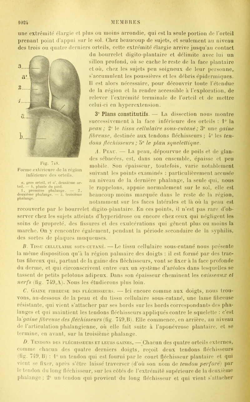 une extrémité élargie et plus ou moins arrondie, qui est la seule portion de l’orteil prenant point d’appui sur le sol. Chez beaucoup de sujets, et seulement au niveau des trois ou quatre derniers orteils, cette extrémité élargie arrive jusqu’au contact du bourrelet digito-plantaire et délimite avec lui un sillon profond, où se cache le reste de la face plantaire et où, chez les sujets peu soigneux de leur personne, s’accumulent les poussières et les débris épidermiques. Il est alors nécessaire, pour découvrir toute l’étendue de la -région et la rendre accessible à l’exploration, de relever l’extrémité terminale de l’orteil et de mettre celui-ci en hyperextension. 3P Plans constitutifs. — La dissection nous montre successivement à la face inférieure des orteils : 1° la peau; 2° le tissu cellulaire sous-cutané ; 3° une gaine fibreuse, destinée aux tendons fléchisseurs ; 4° les ten- dons fléchisseurs ; 5° le plan squelettique. A. Peau. — La peau, dépourvue de poils et de glan- des sébacées, est, dans son ensemble, épaisse et peu mobile. Son épaisseur, toutefois, varie notablement suivant les points examinés : particulièrement accusée au niveau de la dernière phalange, la seule qui, nous le rappelons, appuie normalement sur le sol, elle est beaucoup moins marquée dans le reste de la région, notamment sur les faces latérales et là où la peau est recouverte par le bourrelet digito-plantaire. En ces points, il n’est pas rare d’ob- server chez les sujets atteints d’hypcridrose ou encore chez ceux qui négligent les soins de propreté, des fissures et des exulcérations qui gênent plus ou moins la marche. On y rencontre également, pendant la période secondaire de la syphilis, des sortes de plaques muqueuses. B. Tissu cellulaire sous-cutané. — Le tissu cellulaire sous-cutané nous présente la même disposition qu’à la région palmaire des doigts : il est formé par des trac- tus fibreux qui, partant de la gaine des fléchisseurs, vont se fixer à la face profonde du derme, et qui circonscrivent entre eux un système d’aréoles dans lesquelles se tassent de petits pelotons adipeux. Dans son épaisseur cheminent les vaisseaux et nerfs (fig. 749,A). Nous les étudierons plus loin. C. Gaine fibreuse des fléchisseurs. — Ici encore comme aux doigts, nous trou- vons, au-dessous de la peau et du tissu cellulaire sous-cutané, une lame fibreuse résistante, qui vient s’attacher par ses bords sur les bords correspondants des pha- langes et qui maintient les tendons fléchisseurs appliqués contre le squelette : c’est la 'gaine fibreuse des fléchisseurs (fig. 749,B). Elle commence, en arrière, au niveau de l’articulation phalangienne, où elle fait suite à l’aponévrose plantaire, et se termine, en avant, sur la troisième phalange. D. Tendons des fléchisseurs et leurs gaines. — Chacun des quatre orteils externes, comme chacun des quatre derniers doigts, reçoit deux tendons fléchisseurs (fig. 749, B) : 1° un tendon qui est fourni parle court fléchisseur plantaire et qui vient se fixer, après s’être laissé traverser (d’où son nom de tendon perfore) par le tendon du long fléchisseur, sur les cotés de l’extrémité supérieure de la deuxième phalange; 2° un tendon qui provient du long fléchisseur et qui vient s’attacher Forme extérieure de la région inférieure des orteils. a, gros orteil, et a. deuxième or- teil. — b, plante du pied. 1, première phalange. — 2, deuxième phalange. — 3. troisième phalange.