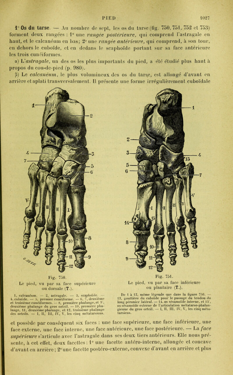 1° Os du tarse. — Au nombre de sept, les os du tarse (fig. 750, Toi, 752 et 753) forment deux rangées : 1° une rangée postérieure, qui comprend l’astragale en haut, et le calcanéum en bas; 2° une rangée antérieure, qui comprend, à son tour, en dehors le cuboïde, et en dedans le scaphoïde portant sur sa face antérieure les trois cunéiformes. a) Vastragale, un des os les plus importants du pied, a été étudié plus haut à propos du cou-de-pied (p. 980). û) Le calcanéum, le plus volumineux des os du tars,e, est allongé d’avant en arrière et aplati transversalement. Il présente une forme irrégulièrement cuboïdale Fig. 750. Le pied, vu par sa face supérieure ou dorsale (T.). 1, calcanéum. — 2, astragale. — 3, scaphoïde. — 4, cuboïde. — 5, premier cunéiforme. — G, 7, deuxième et troisième cunéiformes. — 8, première phalange, et 9 , deuxième phalange du gros orteil. — 10, première pha- lange, 11, deuxième phalange, et 12, troisième phalange des orteils. — I, II, 111, IV, V, les cinq métatarsiens. Fig. 751. Le pied, vu par sa face inférieure ou plantaire (T.). De 1 à 12, même légende que dans la figure 750. — 13, gouttière du cuboïde pour le passage du tendon du long péronier latéral. — 14, os sésamoïde interne, et 15', os sésamoïde externe de l’articulation métatarso-phalan- gienne du gros orteil. — 1, II, III, IV, V, les cinq méta- tarsiens. et possède par conséquent six faces : une face supérieure, une face inférieure, une face externe, une face interne, une face antérieure, une face postérieure. La face supérieure s’articule avec l’astragale dans ses deux tiers antérieurs. Elle nous pré- sente, à cet effet, deux facettes: 1° une facette antéro-interne, allongée et concave d’avant en arrière; 2°une facette postéro-externe, convexe d’avant en arrière et plus