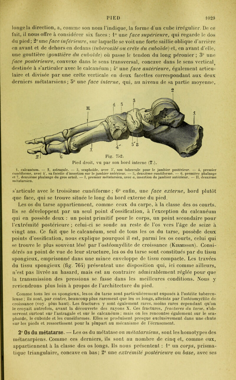 longe la direction, a, comme son nom l’indique, la forme d'un cube irrégulier. De ce fait, il nous offre à considérer six faces : 1° une face supérieure, qui regarde le dos du pied; 2° une face inférieure, sur laquelle se voit une forte saillie oblique d’arrière en avant et de dehors en dedans (tubérosité ou crête du cuboïde) et, en avant d’elle, une gouttière (<gouttière du cuboïde) où passe le tendon du long péronier ; 3° une face postérieure, convexe dans le sens transversal, concave dans le sens verticalf destinée à s’articuler avec le calcanéum ; 4° une face antérieure, également articu- laire et divisée par une crête verticale en deux facettes correspondant aux deux derniers métatarsiens; 5° une face interne, qui, au niveau de sa partie moyenne. 2 Pied droit, vu par son bord interne (T.). 1. calcanéum. — 2, astragale. — 3, scaphoïde, avec 3’, son tubercule pour le jambier postérieur. — 4, premier cunéiforme, avec i\ sa facette d'insertion sur le jambier antérieur. - - 5, deuxième cunéiforme. — 6. première phalange et 7, deuxième phalange du gros orteil. — I, premier métatarsien, avec a, insertion du jambier antérieur. — II, deuxième métatarsien. s’articule avec le troisième cunéiforme ; 6° enfin, une face externe, bord plutôt que face, qui se trouve située le long du bord externe du pied. Les os du tarse appartiennent, comme ceux du carpe, à la classe des os courts. Ils se développent par un seul point d’ossification, à l’exception du calcanéum qui en possède deux : un point primitif pour le corps, un point secondaire pour l’extrémité postérieure ; celui-ci se soude au reste de l’os vers l’âge de seize à vingt ans. Ce fait que le calcanéum, seul de tous les os du tarse, possède deux points d’ossification, nous explique pourquoi il est, parmi les os courts, celui qui se trouve le plus souvent lésé par l’ostéomyélite de croissance (Kirmisson). Consi- dérés au point de vue de leur structure, les os du tarse sont constitués par du tissu spongieux, emprisonné dans une mince enveloppe de tissu compacte. Les travées du tissu spongieux (fig. 764) présentent une disposition qui, ici comme ailleurs, n’est pas livrée au hasard, mais est au contraire admirablement réglée pour que la transmission des pressions se. fasse dans les meilleures conditions. Nous y reviendrons plus loin à propos de l’architecture du pied. Comme tous les os spongieux, les os du tarse sont particulièrement exposés à l’ostéite tubercu- leuse ; ils sont, par contre, beaucoup plus rarement que les os longs, atteints par l’ostéomyélite de croissance (voy. plus haut). Les fractures y sont également rares, moins rares cependant qu’on le croyait autrefois, avant la découverte des rayons X. Ces fractures, fractures du tarse, s’ob- servent surtout sur l’astragale et sur le calcanéum ; mais on les rencontre également sur le sca- phoïde, le cuboïde et les cunéiformes. Elles se produisent presque exclusivement dans une chute sur les pieds et ressortissent pour la plupart au mécanisme de l’écrasement. 2° Os du métatarse. — Les os du métatase ou métatarsiens, sont les homotypes des métacarpiens. Gomme ces derniers, ils sont au nombre de cinq et, comme eux, appartiennent à la classe des os longs. Ils nous présentent : 1° un corps, prisma- tique triangulaire, concave en bas; 2° une extrémité postérieure ou base, avec ses