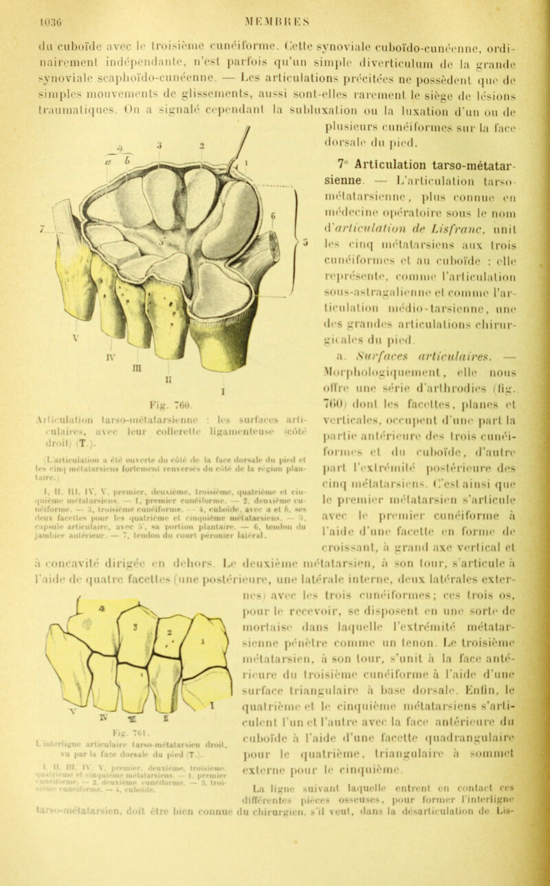 du cuboïde avec le troisième cunéiforme. Cette synoviale cuboïdo-cunéenne, ordi- nairement indépendante, n’est parfois qu’un simple diverticulum de la grande synoviale scaphoïdo-cunéenne. — Les articulations précitées ne possèdent que de simples mouvements de glissements, aussi sont-elles rarement le siège de lésions traumatiques. On a signalé cependant la subluxation ou la luxation d’un ou de plusieurs cunéiformes sur la face dorsale du pied. 7° Articulation tarso-métatar- sienne — L’articulation tarso- métatarsiennc, plus connue en médecine opératoire sous le nom iV articulation de Lis franc, unit les cinq métatarsiens aux trois cunéiformes et au cuboïde : elle représente, comme l’articulation sous-as|ragalienne el comme l’ar- ticulation médio-tarsicnne, une di s grandes articulations chirur- gie aies du pied. a. Surfaces articulaires. — Morphologiquement, elle nous Offre une série d’arlhrodics (fig. 700) dont les facettes, planes et verticales, occupent d’une part la partie antérieure des trois cunéi- formes et du cuboïde, d’autre part l’exlrémilé postérieure des cinq métatarsiens. C’est ainsi que le premier métatarsien s’articule avec le premier cunéiforme à l’aide d’une facette en forme de croissant, à grand axe vertical et à concavité* dirigée en dehors. Le deuxième métatarsien, à son tour, s’articule h l'aide de quatre facettes (une postérieure, une latérale interne, deux latérales exter- nes» avec les trois cunéiformes; ces trois os, pour le recevoir, se disposent en une sorte de mortaise dans laquelle l’extrémité métatar- sienne pénètre comme un lenon. Le troisième métatarsien, à son tour, s’unit h la face anté- rieure du troisième cunéiforme à l’aide d’une surface triangulaire à base dorsale. Enfin, le quatrième el le cinquième métatarsiens s’arti- culent l’un et l’autre avec la face antérieure du cuboïde à l’aide d’une facette quadrangulaire pour le quatrième, triangulaire h sommet externe pour le cinquième. La ligne suivant laquelle entrent en contact ces différentes pièces osseuses, pour former l’interligne ta (-métatarsien, doit être bien connue du chirurgien, s’il veut, dans la désarticulation de Lis- Fig. 760. Articulation tarso-métatarsicnne • uluires, avec leur colleretb droit T . les surfaces arti- ligamenteuse (côté I. articulation a été ouverte du rùlé de la Turc dorsale du pied et le- einq métatarsien» furlcmenl renverses du côté de la région plan - luire. I. II. lit. IV. V. premier, deuxième, troisième, quatrième et rin- i|uième métatarsiens - I, premier cunéiforme. — 2. deuxième cu- néiforme. — troisième cunéiforme. t. cuboïde. avec a cl A. se*, deux facétie*, pour les quatrième et cinquième métatarsien*.. — >. capsule articulaire, a\oc o . sa portion plantain*. — 6. tendon du jarabicr antérieur. — T, tendon du court péronier latéral. Fig- 7CI. I. interligne articulaire larso-métatarsicn droit, vu par la face dorsale du pied T. . I II. III, IN. V. premier, deuxieme, troisième. • |M.*lri>’ine et rinquieine métatarsien* — I premier ■ iineiforme. — deuxième cunéiforme. — 3, troi- -1-•ni»' runeiforme. — 4, ruboole.