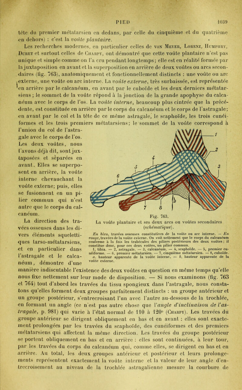 tête du premier métatarsien en dedans, par celle du cinquième et du quatrième en dehors) : c’est la voûte plantaire. Les recherches modernes, en particulier celles de von Meyer, Lorenz, IIümphry, Duret et surtout celles de Charpy, ont démontré que cette voûte plantaire n’est pas unique et simple comme on l’a cru pendant longtemps; elle est en réalité formée par la juxtaposition en avant et la superposition en arrière de deux voûtes ou arcs secon- . daires (fig. 763), anatomiquement et fonctionnellement distincts : une voûte ou arc -externe, une voûte ou arc interne. La voûte externe, très surbaissée, est représentée 'en arrière par le calcanéum, en avant par le cuboï'de et les deux derniers métatar- siens ; le sommet de la voûte répond à Injonction de la grande apophyse du calca- néum avec le corps de l’os. La voûte interne, beaucoup plus cintrée que la précé- dente, est constituée en arrière par le corps du calcanéum et le corps de l’astragale; en avant par le col et la tête de ce même astragale, le scaphoïde, les trois cunéi- formes et les trois premiers métatarsiens; le sommet de la voûte correspond à l’union du col de l’astra- gale avec le corps de l’os. Les deux voûtes, nous l’avons déjà dit, sont jux- taposées et séparées en avant. Elles se superpo- sent en arrière, la voûte interne chevauchant la voûte externe; puis, elles se fusionnent en un pi- lier commun qui n’est autre que le corps du cal- canéum. La direction des tra- vées osseuses dans les di- vers éléments squeletti- ques tarso-métatarsiens, et en particulier dans l’astragale et le calca- néum, démontre d’une manière indiscutable l’existence des deux voûtes en question en même temps qu’elle nous fixe nettement sur leur mode de disposition. — Si nous examinons (fig. 763 et 764) tout d’abord les travées du tissu spongieux dans l’astragale, nous consta- tons qu’elles forment deux groupes parfaitement distincts : un groupe antérieur et un groupe postérieur, s’entrecroisant l’un avec l’autre au-dessous de la trochlée, en formant un angle (ce n’est pas autre chose que Y angle d'inclinaison de V as- tragale, p. 981) qiii varie à l’état normal de 110 à 120° (Charpy). Les travées du groupe antérieur se dirigent obliquement en bas et en avant : elles sont exacte- ment prolongées par les travées du scaphoïde, des cunéiformes et des premiers métatarsiens qui affectent la même direction. Les travées du groupe postérieur se portent obliquement en bas et en arrière : elles sont continuées, à leur tour, par les travées du corps du calcanéum qui, comme elles, se dirigent en bas et en arrière. Au total, les deux groupes antérieur et postérieur et leurs prolonge- ments représentent exactement la voûte interne et la valeur de leur angle d’en- trecroisement au niveau de la trochlée astragalienne mesure la courbure de Fig. 763. La voûte plantaire et ses deux arcs ou voûtes secondaires (schématique). En bleu, travées osseuses constitutives de la voûte ou arc interne. — En rour/e, travées de la voûte externe. On voit nettement que le corps du calcanéum renferme à la fois les trabécules des piliers postérieurs des deux voûtes ; il constitue donc, pour ces deux voûtes, un pilier commun. t, tibia. — 2, astragale. — 3, calcanéum. — 4, scaphoïde. — 5, premier cu- néiforme. — G, premier métatarsien. — 7, cinquième métatarsien. — 8, cuboïde. a. hauteur apparente de la voûte interne. — 6, hauteur apparente de la voûte externe.