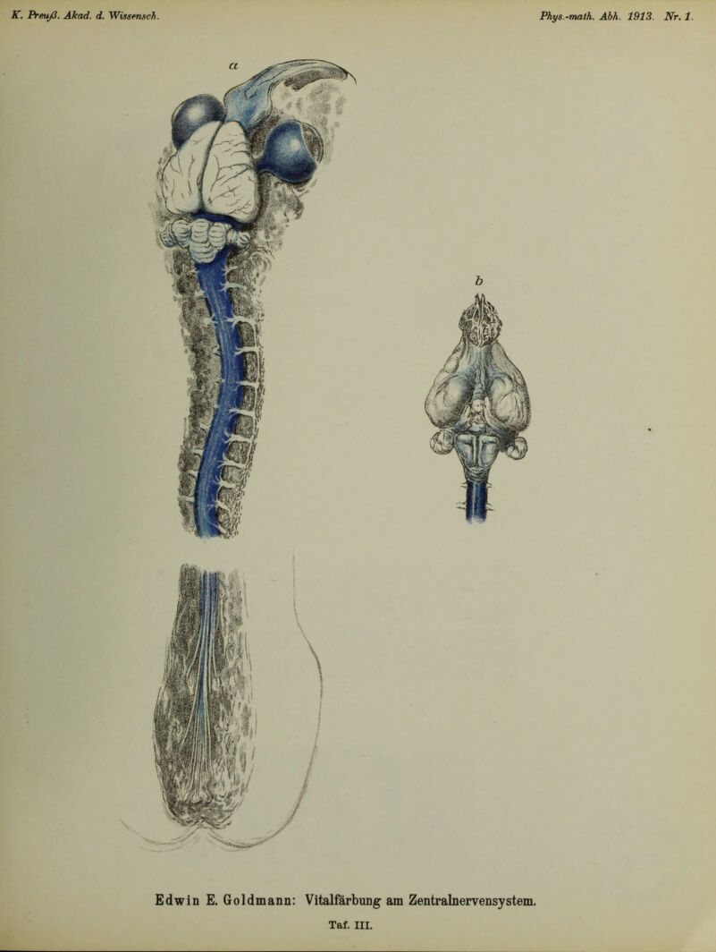 Edwin E. Goldmann: Vitalfarbung am Zentralnervensystem.