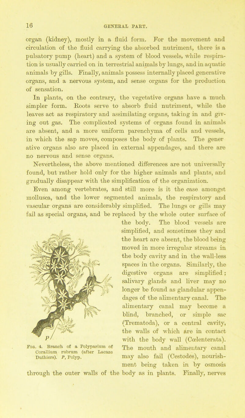 organ (lndney), mostly in a fluid form. For the movement and circulation of the fluid carrying the absorbed nutriment, there iß a pulsatory pump (lieart) and a System of blood vessels, while respira- tion is usually carried on in terrestrial animals by lungs, and in aquatic animals by gills. Finally, animals possess intemally plaeed generative organs, and a nervous system, and sense organs for the production of Sensation. In plants, on the contrary, the vegetative organs have a much simpler form. Roots serve to absorb fluid nutriment, while the leaves act as respiratory and assimilating organs, taking in and giv- ing out gas. The complicated Systems of organs found in animals are absent, and a more uniform parenchyma of cells and vessels, in which the sap moves, composes the body of plants. The gener ative organs also are plaeed in extemal appendages, and there are no nervous and sense organs. Nevertheless, the above mentioned diflerences are not universally found, but rather hold only for the higher animals and plants, and gradually disappear with the simplification of the Organization. Even among vertebrates, and still more is it the case amongst mollusca, and the lower segmented animals, the respiratory and vascular organs are considerably simplified. The lungs or gills may fail as special organs, and be replaced by the whole outer surface of the body. The blood vessels are simplified, and sometimes they and the heart are absent, the blood being moved in more irregulär streams in the body cavity and in the wall-less spaces in the organs. Similarly, the digestive organs are simplified; salivary glands and liver may no longer be found as glandular appen- dages of the alimentary canal. The alimentary canal may become a bhnd, branched, or simple sac (Ti-ematoda), or a central cavity, the walls of which are in contact with the body wall (Ccelenterata). The rnouth and alimentary canal may also fail (Cestodes), nourish- ment being taken in by osmosis through the outer walls of the body as in plants. Finally, nerves Fis. 4. Brauch of a Polyparimn of Gorallium rnbrum (after Lacazo Duthiors). P, Polyp.