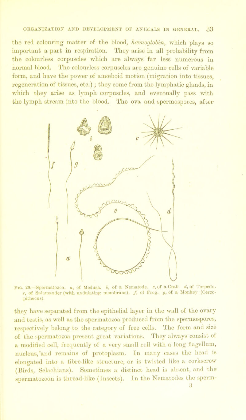 the red colouring matter of the blood, licemoglobin, which plays so important a part in respiration. They arise in all probability from the colourless corpuscles which are always far less numerous in normal blood. The colourless corpuscles are genuine cells of variable form, and have the power of amceboid motion (migration into tissues, regeneration of tissues, etc.); they come from the lymphatic glands, in which they arise as lymph corpuscles, and eventually pass with the lymph stream into the blood. The ova and spermospores, after Fig. 20.—Spermntozoa. a, cf Medusa, b, of a Nematode, c, of a Crab. d, of Torpedo. e, of Salamander (with undulating membrane). f, of Frog. y, of a Monkey (Cerco- pithecus). they have separated from the epithelial layer in the wall of the ovary and testis, as well as the spermatozoa produced from the spermospores, respectively belong to the category of free cells. The form and size of the spermatozoa present great variations. They always consist of a modified cell, frequently of a very small cell with a long fiagellum, nucleus,‘and remains of protoplasm. In many cases the head is elongated into a fibre-like structure, or is twisted like a corkscrevv (Birds, Selachians). Sometimes a distinct head is absent, and the Spermatozoon is thread-like (Insects). In the Nematodes the sperm- 3