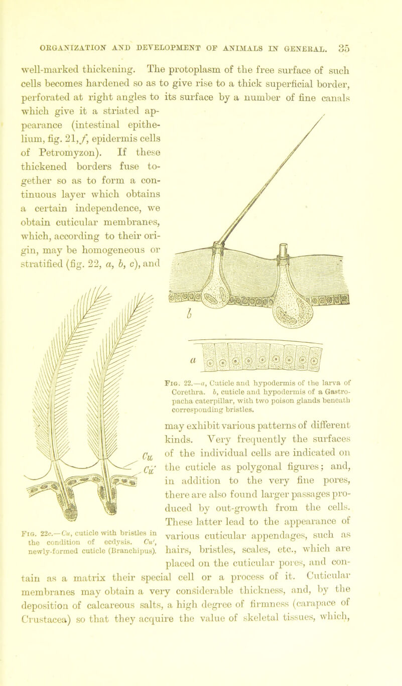 well-marked thickening. Tlie protoplasm of the free surface of such cells becomes hardened so as to give rise to a thick superficial border, perforated at right angles to its surface by a number of fine canals wbicb give it a striated ap- pearance (intestinal epithe- lium, fig. 21, f, epidermis cells of Petromyzon). If tbese tbickened borders fuse to- getber so as to form a con- tinuous layer wbicb obtains a certain independence, we obtain cuticular membranes, wbicb, according to their ori- gin, may be bomogeneous or stratified (fig. 22, a, b, c), and Fig. 22.—a, Cuticle and hypodermis of the larva of Corethra. b, cuticle and hypodermis of a Gastro- pacha Caterpillar, with two poison glands beneath corresponding bristles. may exliibit various patterns of different kinds. Very frequently tbe surfaces of tbe individual cells are indicated on the cuticle as polygonal figures; and, in addition to tbe very fine pores, there are also found larger passages pro- duced by out-growth from tbe cells. These latter lead to tbe appearance of Fio. 22c.—Cu, cuticle with bnstles in varjous cuticular appendages, such as the condition of ecdysis. Cu', # newiy-formed cuticle (Branchipus). hairs, bristles, scales, etc., which are placed on tbe cuticular pores, and con- tain as a matrix tbeir special cell or a process of it. Cuticular membranes may obtain a very considerable thickness, and, by the deposition of calcareous salts, a high degree of firmness (carapace of Crustacea) so that they acquire the value of skeletal tissues, wbicb,