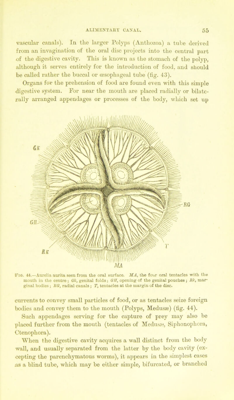 vascular canals). In the larger Polyps (Antliozoa) a tube derivecl from an invagination of the oral disc projects into the central part of the digestive cavity. This is known as the stomach of the polyp, although it serves entirely for the introduction of food. and should be called rather the buccal or oesophageal tube (fig. 43). Organs for the prehension of food are found even wifch this simple digestive System. For near the mouth are placed radially or bilate- ral ly arranged appendages or processes of the body, which set up Fig. £1.—Aurelia aurita seen from the oral surface. MA, the four oral tentacles with the mouth in the centre ; Gk, genital folds; GH, opening of the genital pouches ; Hk, mar- ginal hodies ; 11G, radial canals; T, tentacles at the margin of the disc. eurrents to convey small particles of food, or as tentacles seize foreign bodies and convey them to the mouth (Polyps, Medusae) (fig. 44). Such appendages serving for the capture of prey may also be placed further from the mouth (tentacles of Mcdusre, Siphonophora, Ctenophora). When the digestive cavity acquires a wall distinct from the body wall, and usually separated from the latter by the body cavity (ex- cepting the parenchymatous worms), it appears in the simplest cases ns a blind tube, which may be eitlier simple, bifurcated, or branched