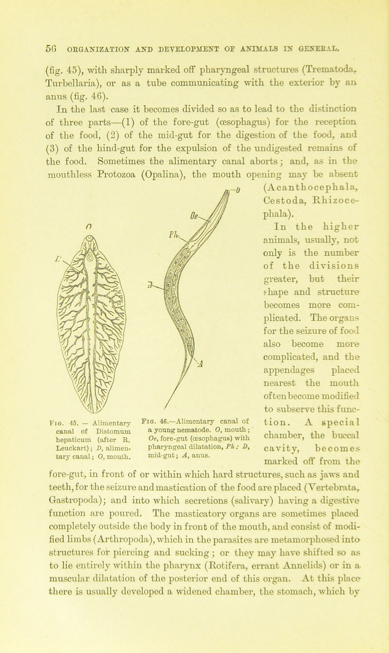 (fig. 45), with sharply marked off pharyngeal structures (Trematoda, Turbellaria), or as a tube communicating with the exterior by an anus (fig. 46). In the last case it becomes divided so as to lead to the distinction of three parts—(1) of the fore-gut (cesophagus) for the reception of the food, (2) of the mid-gut for the digestion of the food, and (3) of the kind-gut for the expulsion of the undigested remains of the food. Sometimes the alimentary canal aborts; and, as in the moutkless Protozoa (Opalina), the mouth opening may be absent (Acanthocephala, Cestoda, Phizoce- pliala). In the higher animals, usually, not only is the number of the divisions great er, but their s-kape and structure becomes more com- plicated. The Organs for the seizure of food also becorne more complicated, and the appendages placed nearest the mouth oftenbecome modified to subserve tliis func- tion. A special chamber, the buccal cavity, becomes marked off from the fore-gut, in front of or within whick kard structures, such as jaws and teeth,for the seizure andmastication of the food are placed (Vertebrata, Gastropoda); and into whick secretions (salivary) having a digestive function are poured. The masticatory organs are sometimes placed completely outside the body in front of the mouth, and consist of modi- fied limbs (Arthropoda), whicli in the parasites are metamorphosed into structures for piercing and sucking; or tkey may have sliifted so as to lie entirely within the pliarynx (Rotifera, errant Annelids) or in a. muscular dilatation of the posterior end of this organ. At this place tkere is usually developed a widened chamber, the stomach, whick by Fig. 45. — Alimentary canal of Distomum hepaticum (after R. Leuckart); D, alimen- tary canal j O, mouth. Fig. 46.—Alimentary canal of a young nematode. O, mouth; Oe, fore-gut (oesophaguß) with pharyngeal dilatation, Ph ; D, mid-gut j A, anus.