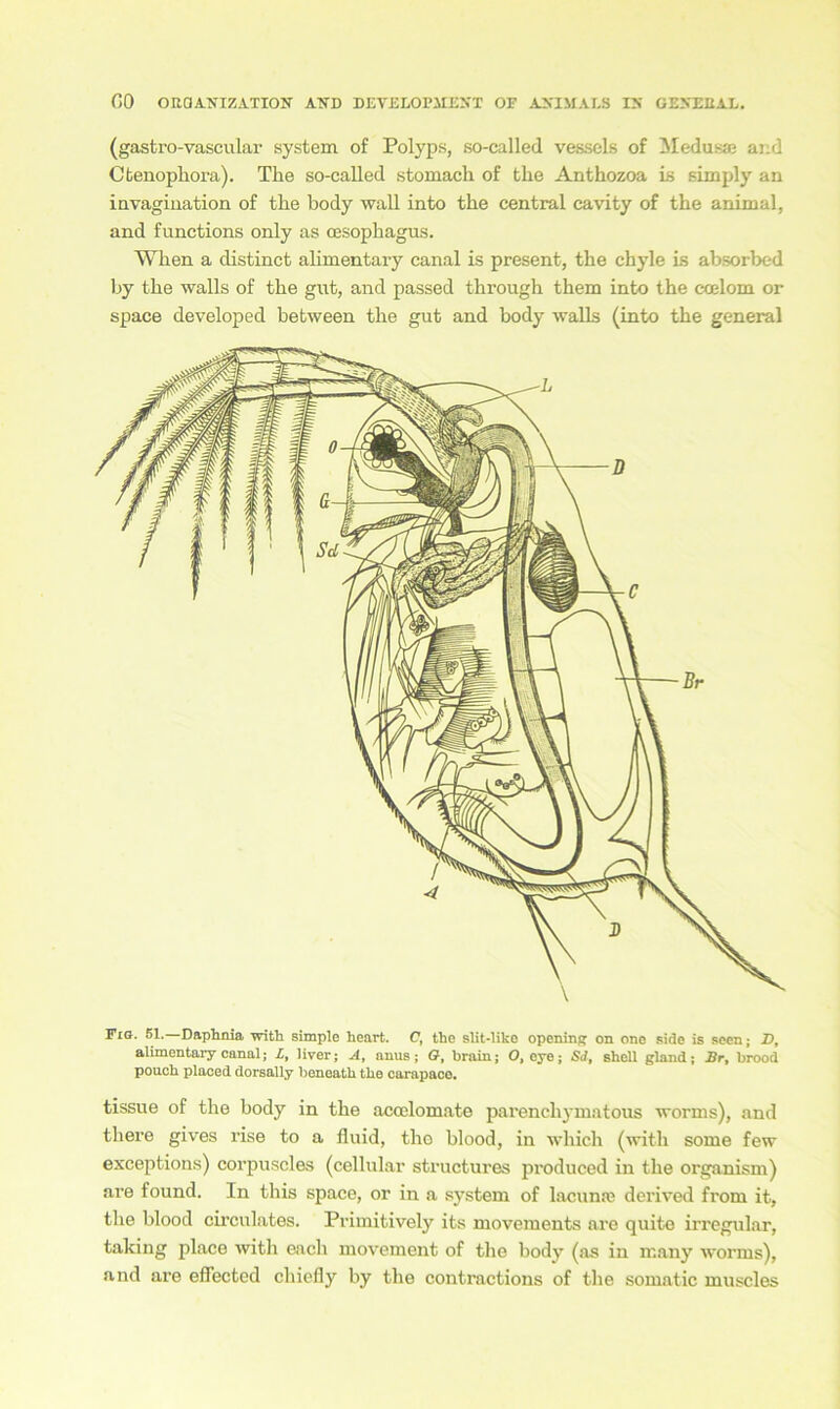 (gastro-vascular System of Polyps, so-called vessels of Medusa? and Ctenopliora). The so-called stomach of the Anthozoa is simply an invagination of the body wall into the central cavity of the animal, and functions only as Oesophagus. When a distinct alimentary canal is present, the chyle Ls absorbed by the walls of the gut, and passed through them into the coelom or space developed between the gut and body walls (into the general Fig. 51.—Daphnia with simple heart. C, the slit-liko opening on one side is seen; D, alimentary canal; L, liver; A, anus; O, brain; O.eye; Sd, sliell gland; Br, brood pouch plaoed dorsally beneath the carapaco. tissue of the body in the acoelomate parencliymatous worms), and there gives rise to a fluid, the blood, in which (with some few exceptions) corpuscles (cellular structures produced in the organism) are found. In tliis space, or in a System of lacunse derived from it, the blood circulates. Primitively its movements are quite irregulär, taking place with each movement of the body (as in many worms), and are eöected chiefly by the contractions of the somatic muscles