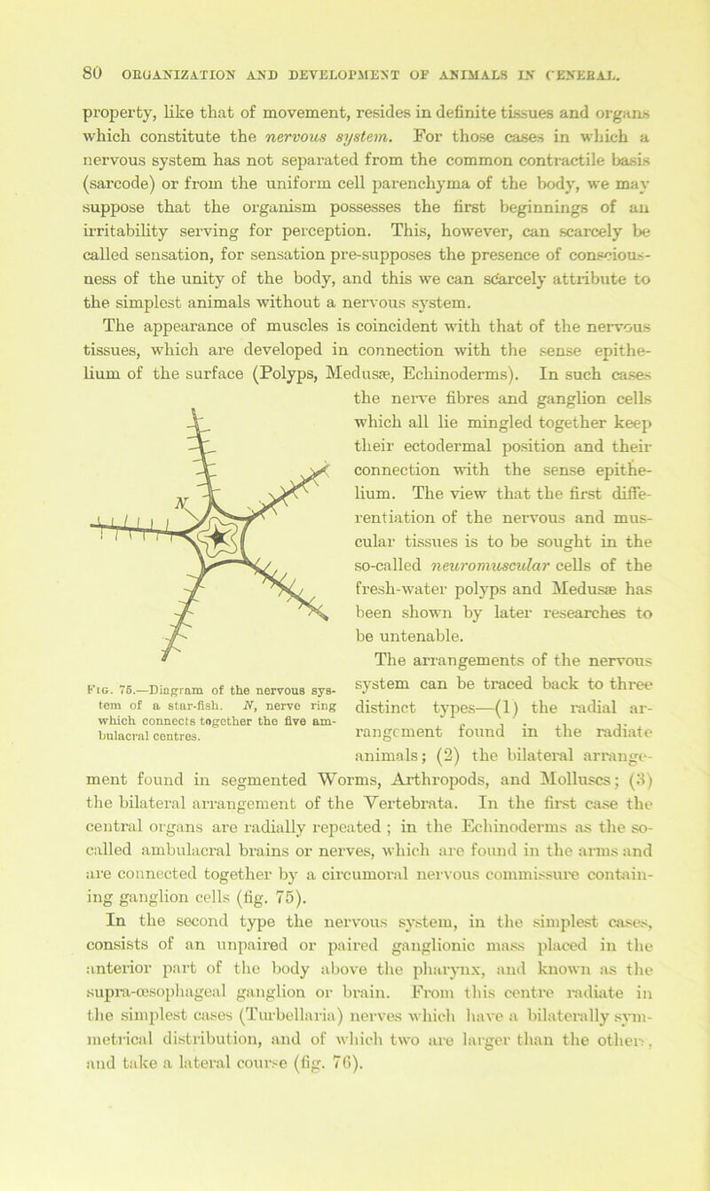 property, like that of movement, resides in definite tissues and organs which constitute the nervous System. For tho.se cases in which a nervous System has not separated from the common contractile basis (sarcode) or from the uniform cell parenchyma of the hody, we mav suppose that the organism possesses the first beginnings of an irritability serving for perception. This, however, can scarcely be called Sensation, for Sensation pre-supposes the presence of conscious- ness of the unity of the body, and this we can scarcely attribute to the simplest animals without a nervous System. The appearance of muscles is coincident with that of the nervous tissues, which are developed in connection with the sense epithe- lium of the surface (Polyps, Medusse, Echinoderms). In such cases the nerve fibres and ganglion cells wliich all lie mingled together keep their ectodermal position and their connection with the sense epithe- lium. The view that the first difie- rentiation of the nervous and mus- cular tissues is to be sought in the so-called neuronluscular cells of the fresh-water polyps and Medusae has been shown by later researches to be untenable. The arrangements of the nervous system can be traced back to three distinct types—(1) the radial ar- rangcment found in the radiate animals; (2) the bilateral arrange- ment found in segmented Worms, Arthropods, and Molluscs; (3) the bilateral arrangement of the Vertebrata. In the first case the central organs are radially repeated ; in the Echinoderms as the so- called ambulacral brains or nerves, which are found in the arrns and are connected together by a circumoral nervous commissure contain- ing ganglion cells (fig. 75). In the second type the nervous System, in the simplest cases, consists of an unpaired or paired ganglionic rnass placed in the anterior part of the body above the pharynx, and known as the supra-oesophageal ganglion or brain. From this centre radiate in the simplest cases (Turbellaria) nerves which liave a bilaterally sym- metrical distribution, and of which two are larger tlian the othei -, and take a lateral course (fig. 76). Fig. 75.—Diagram of the nervous Sys- tem of a star-fish. N, nerve ring which connects together the flve am- hulacral centres.