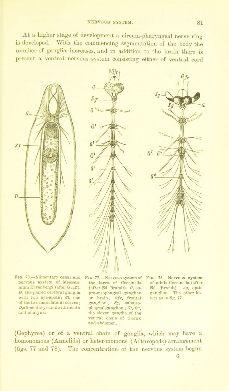 At a higher stage of development a circum-pharyngeal nei’ve ring is developed. With the commencing Segmentation of the body tlie number of ganglia increases, and in addition to the brain there is present a ventral nervous System consisting either of ventral cord Fig. 76.—Alimentary canal and nervous System of Mesosto- mum Ehrenbergi (after Graff). 6, the paired cerebral ganglia with two eye-spots; St, one of the two main lateral nerves ; fl.alimen tary canalwith mouth and pharynx. Fig. 77.—Nervous System of the larva of Cocoinella (after Ed. Brandt). G, su- pra-oesophageal ganglion or brain; Gfr, frontal ganglion; Sg, suboeso- phagealganglion; G',-G, the eleven ganglia of the ventral Chain of thorax and abdomen. Fig. 78.—Nervous System of adult Coccinella (after Ed. Brandt). Ag, optic ganglion. The other let- ters as in fig. 77. (Gephyrea) or of a ventral chain of ganglia, which may have a homonomous (Annelids) or heteronomous (Arthropods) arrangement (figs. 77 and 78). The concentration of the nervous system begun ß