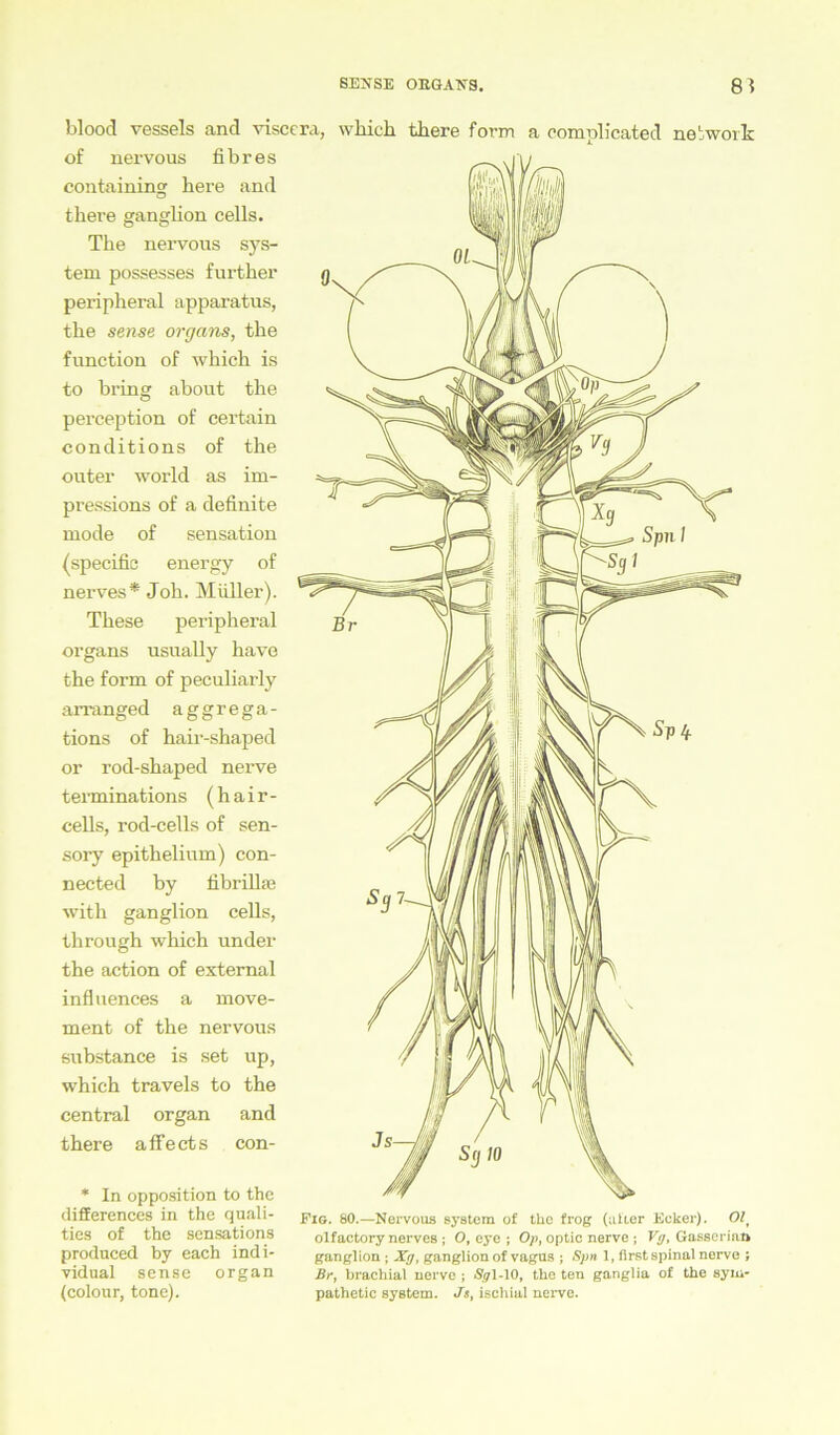 blood vessels and visccra, which there form a complicated nelwork of nervo us fibres containing here and there ganglion cells. The nervous Sys- tem possesses further peripheral apparatus, the sense Organs, the function of which is to bring about the perception of certain conditions of the outer world as im- pressions of a definite mode of Sensation (specific energy of nerves* Joh. Müller). These peripheral organs usually have the form of peculiarly arranged aggrega- tions of hair-shaped or rod-shaped nerve terminations (hair- cells, rod-cells of sen- sory epithelium) con- nected by fibrillte with ganglion cells, through which under the action of external influences a move- ment of the nervous substance is set up, which travels to the central organ and there a ffe ct s con- * In Opposition to the differences in the quali- ties of the sensations produced by each indi- vidual sense organ (colour, tone). Fig. 80.—Nervous System of the frog (alter Ecker). Olt olfactory nerves ; O, eye ; Op, optie nerve ; Vg, Gasseriaft ganglion ; Xg, ganglion of vagus ; Spn 1, first spinal nerve ; Br, brachial nerve ; »Syl-lO, the ten ganglia of the sym- pathetic System. Js, ischial nerve.