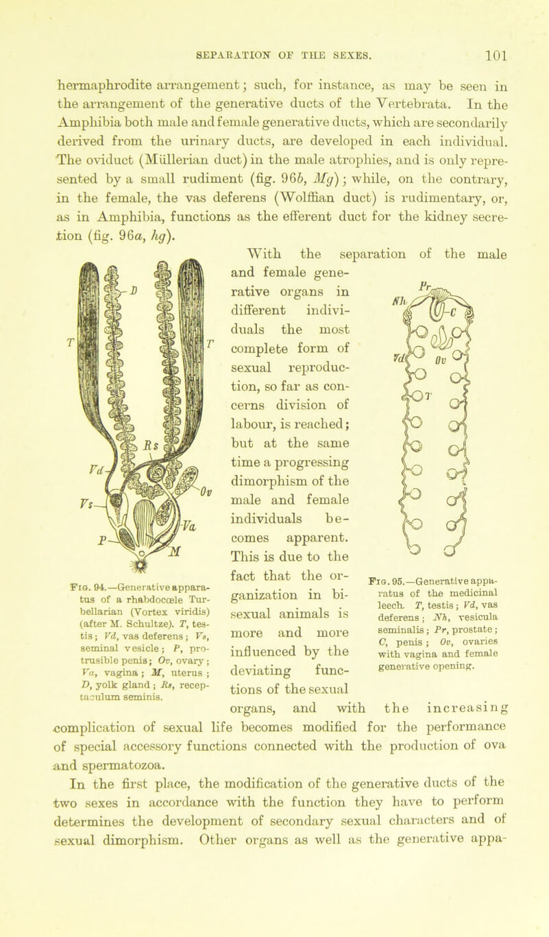 hermaphrodite arrangement; such, for instance, as may be seen in the arrangement of the generative ducts of the Vertebrata. In the Ampliibia both male andfemale generative dncts, whicb are secondarily derived from the urinary ducts, are developed in eacb individual. The oviduct (Müllerian duct) in the male atrophies, and is only repre- sented by a small rudiment (fig. 966, Mg); while, on the contrary, in the female, the vas deferens (Wolffian duct) is rudimentary, or, as in Amphibia, functions as the efferent duct for the kidney secre- tion (fig. 96a, hg). Fig. 94.—Generative appara- tus of a rhabdoccele Tur- bellarian (Vortex viridis) (after M. Schnitze). T, tes- tis; Vd, vas deferens; V*, seminal v esicle ; P, pro- trusible penis; Ov, ovary ; Va, vagina ; M, uterus ; T>, yolk gland ; Rs, recep- taeulum seminis. With the Separation and female gene- rative Organs in different indivi- duals the most complete form of sexual reproduc- tion, so far as con- cerns division of labour, is reached; but at the same time a progressing dimorphism of the male and female individuals be- comes apparent. This is due to the fact that the Or- ganization in bi- sexual animals is more and more influenced by the deviating func- tions of the sexual organs, and with the of the male Fig. 95.—Generative appa- ratua of the medicinal leech. T, testis; Vd, vas deferens; Nh, vesicula seminalis; Pr, prostate; C, penis; Ov, ovaries with vagina and female generative opening. complication of sexual life becomes modified for the performance of special accessory functions connected with the production of ova and spermatozoa. In the first place, the modification of the generative ducts of the two sexes in accordance with the function they have to perform determines the development of secondary sexual characters and of sexual dimorphism. Other organs as well as the generative appa-