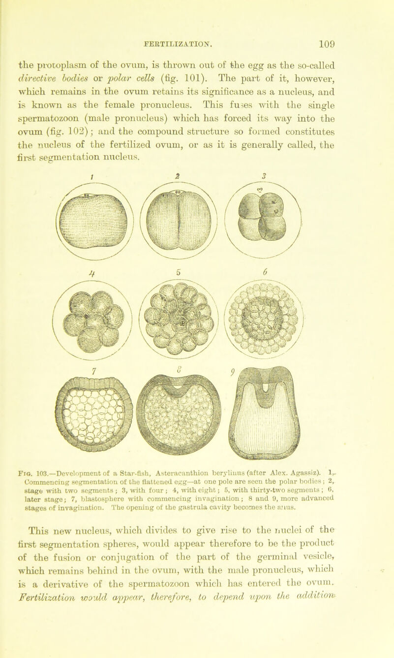 the protoplasm of the ovum, is thrown out of the egg as tlie so-called directive bodies or polar cells (fig. 101). The part of it, however, which remains in the ovum retains its significance as a nucleus, and is known as the female pronucleus. This fu ses with the single Spermatozoon (male pronucleus) which has forced its way into the ovum (fig. 102); and the compound structure so formed constitutes the nucleus of the fertilized ovum, or as it is generally called, the first segmentation nucleus. 1 2 3 Fig. 103.—Development of a Star-üsh, Astcracanthion berylinns (aftor Alex. Agassiz). 1„ Commencing segmentation o£ the ttattened egg—at one pole are soen the polar bodies; 2, stage with two Segments ; 3, with four ; 4, with eight; 6, with thirty-two Segments ; 6, later stage; 7, blastosphere with commencing invagination; 8 and 9, more advanced stages of invagination. The opening of tho gastrula cavity becomes the anus. This new nucleus, which divides to give rise to the nuclei of the first segmentation spheres, would appear therefore to be the product of the fusion or conjugation of the part of the germinal vesicle, which remains behind in the ovum, with the male pronucleus, which is a derivative of the Spermatozoon which has entered the ovum. Fertilization would appecir, therefore, to depend upon the addition-