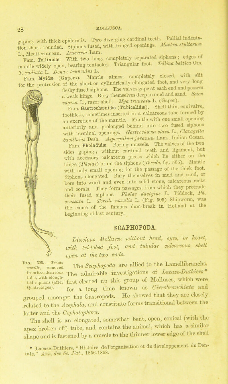 gaping, witVi thick epidermis. Two diverging Cardinal teeth. Pallialindenta- tion short, rounded. Siphons fused, with fringed openmgs. Mactra ttultoru n L.. Mediterranean. Lutraria Lam. Fam. Tellinidae. With two long, completely separated siphons ; edges ot mantle widely open, bearing tentacles. Triangulär foot. Tellina balUca Gm. T. radiata L. Donax tmnowUs L. Farn. Myidse (Gapers). Mantle almost completely closed, with sin for the protrusion of the short or cylindrically elongated foot, and very long fleshy fused siphons. The yalves gape at each end and possess aweak hinge. Bury themselves deep in mud and sand. Solen vagina L., razor shell. Mya truncata L. (Gaper). Farn. Gastrochsenidse (Tubicolidae). Shell thin, equivalve, toothless, sometimes inserted in a calcareous tube formed by an excretion of the mantle. Mantle with one small opening anteriorly and prolonged behind into two fused siphons with terminal openings. Gastroclicena clava L., ClaragtUa baaillaris Desh. Aspergillum jaranum Lam., Indian Ocean. Farn. Pholadidae. Boring musseis. The yalves of the two sides gaping; without Cardinal teeth and ligament, but with accessory calcareous pieces which lie either on the hinge (.Pholas) or on the siphons (Teredo, fig. 505). Mantle with only small opening for the passage of the thick foot. Siphons elongated. Bury themselves in mud and sand. or bore into wood and even into solid stone, calcareous rocks and corals. They form passages. from which they protrude their fused siphons. Pliolas daotylus L. Piddock, Ph. crassata L. Teredo navalis L. (Fig. 505) Shipwonn, was . the cause of the famous dam-break in Holland at the beginning of last Century. SCAPH0P0DA. Dicecious Mollusca without liead, eyes, or hcart, with tri-lobed foot, and tubulär calcareous shell open at the two ends. YlLaiT removed The Scaphopoda 3X0 alhed to the Lamellibranclis. fromits calcareous The admirable investigations of Lacaze-Dntliiers* tedriSons'cX; first cleared up this group of Molluscs, which were Quatrefages). £or a i0ng time lmown as Cirrobranchiata and grouped amongst the Gastropods. He showed that they are closely related to the Acephala, and constitute forms transitional between the latter and the Cephalopliora. The shell is an elongated, somewhat bent, open, conical (with the apex broken off) tube, and contains the animal, which has a similar shape and is fastened by a muscle to the thinner lower edge of the shell * Lacaze-Duthiers, “Histoire de 1'Organisation ct du developpcment du Den- tale.” Ann. des Sc. Äat., 1856-1858.