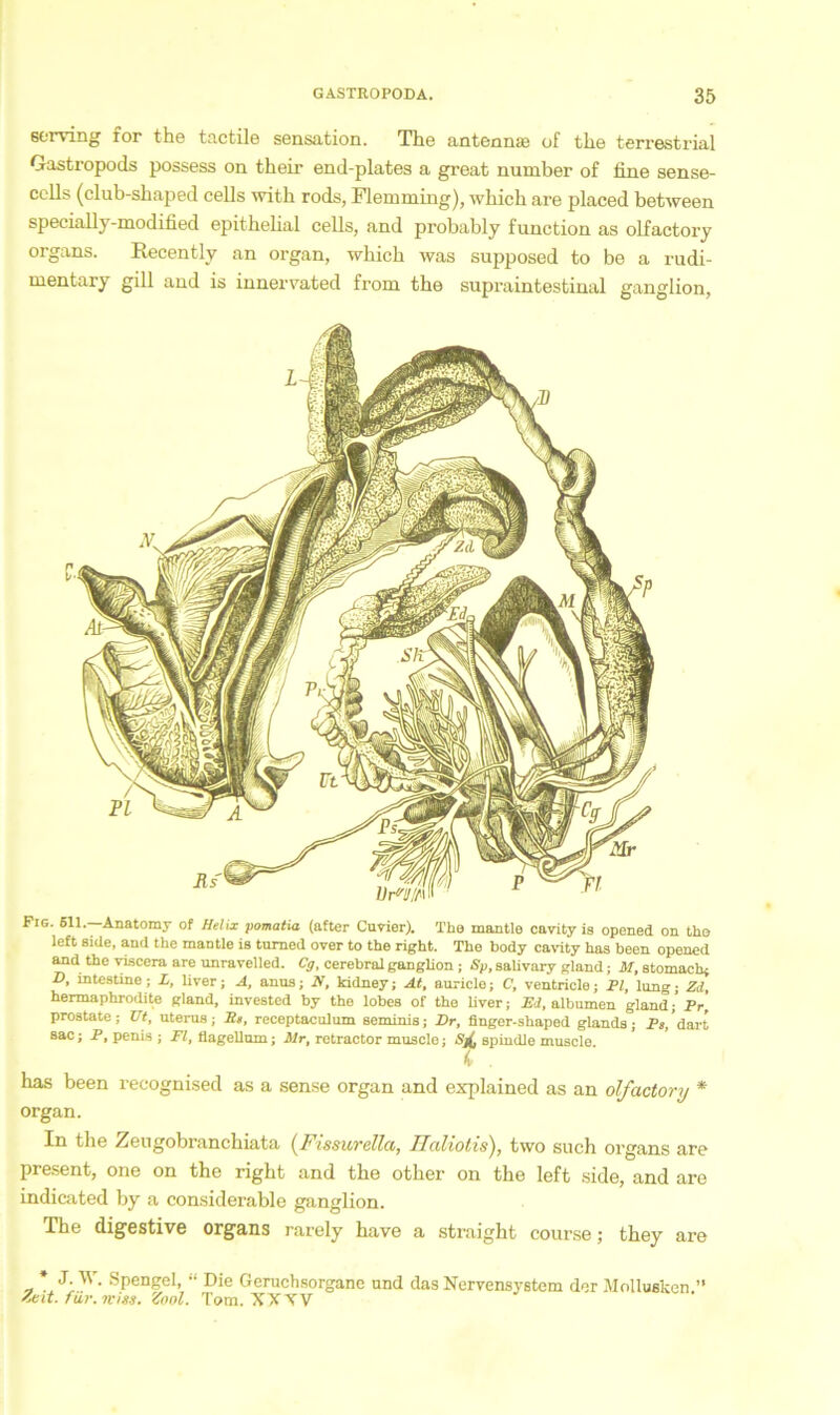 6tTYing ror the tactile Sensation. The antennse of the terrestrial Gastropods possess on their end-plates a great number of fine sense- cells (club-sbaped cells with rods, Flemming), which are placed between specially-modified epithelial cells, and probably function as olfactory organs. Recently an organ, which was supposed to be a rudi- mentary gill and is innervated from the supraintestinal ganglion, Fig. 511.—Anatomy of Helix pomatia (after Cu vier). The mantle cavity is opened on the left side, and the mantle is turned over to the right. The body cavity has been opened and the nscera are unravelled. Cg, cerebral ganglion ; Sp, saüvary gland; M, atomach; D, mtestine ; L, liver; A, anus; N, kidney; At, auricle; C, ventricle; PI, lnng; Zd, hermaphrodite gland, invested by the lobes of the liver; Ed, albumen gland/ Pr, prostate; Ut, Uterus; Th, receptacnlum seminis; Er, flnger-shaped glands; Ps,’dart sac; P, penis ; Fl, flagellum; Mr, retractor muscle; Sj(, spindle muscle i has been recognised as a sense organ and explained as an olfactory * organ. In the Zeugobranchiata (Fissurelia, Haliotis), two such organs are present, one on the right and the other on the left side, and are indicated by a considerable ganglion. The digestive Organs rarely have a straight course; they are „ * Spengel, “ Die Geruchsorgane und das Nervensystem der Mollusken.” Zeit. für. n-iss. Zool. Tom. XXXV