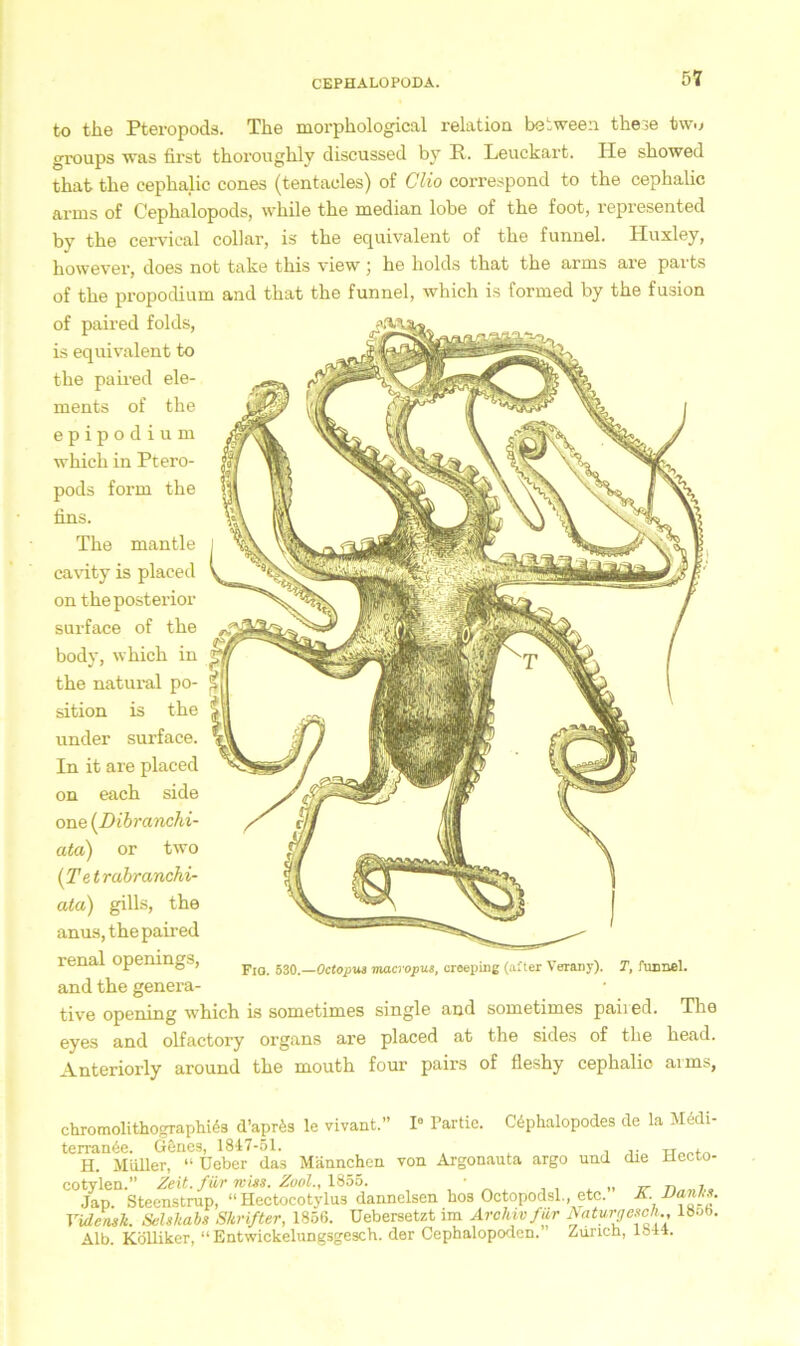 to tke Pteropods. The morphological relation beiween these twu groups was first thoronghly discussed by R. Leuckart. He showed that the cephalic cones (tentacles) of Clio correspond to the cephalic arms of Cephalopods, while the median lobe of the foot, represented by the cervical collar, is the equivalent of the funnel. Huxley, however, does not take this view he holds that the arms are parts of the propodium and that the funnel, which is formed by the fusion of paired folds, is equivalent to the paired ele- ments of the epipodium whieh in Ptero- pods form the fins. The mantle cavity is placed on the posterior surface of the body, which in the natural Po- sition is the under surface. In it are placed on each side one (Dibranchi- ata) or two (Tetrabranchi- ata) gills, the anus, the paired renal openings, and the genera- tive opening which is sometimes single and sometimes paiied. The eyes and olfactory Organs are placed at the sides of the head. Anteriorly around the mouth four pairs of fleshy cephalic arms, Fio. 530.—Octopus macvopus, creeping (affer Verany). T, funnel. Chromolithographie d’apr^s le vivant.” I8 Partie. Cöphalopodes de la M6di- terranöe. G&nes, 1817-51. , ,• H. Müller, “ Ueber das Männchen von Argonauta argo und die üecto- cotylen.” Zeit, für mm. Zool., 1855. , ’ A , , . „ v Jap. Stecnstrup, “ Hectocotylus danneisen hos Octopodsl., etc. K. Uanhs. Videask. SeUkabs Skrifter, 1856. Uebersetzt im Archiv für Naturgeech 185b. Alb. Kölliker, “ Entwickelungsgesch. der Cephalopoden. Zürich, lb-ll.