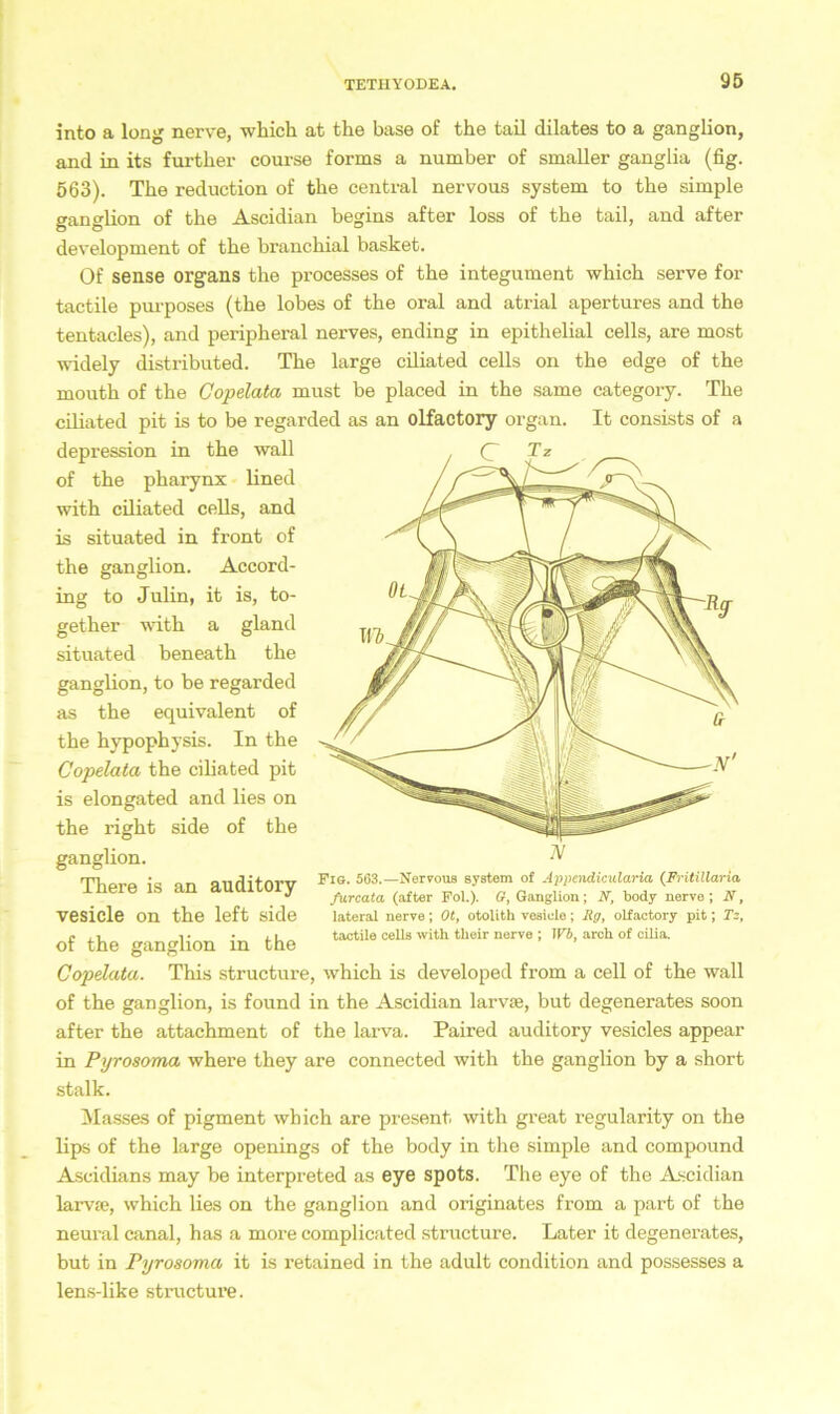 into a long nerve, which at tke base of the tail dilates to a ganglion, and in its furtker course forms a number of smaller ganglia (fig. 563). Tke reduction of tke central nervous System to tke simple ganglion of tke Ascidian begins after loss of tke tail, and after development of tke branckial basket. Of sense Organs tke processes of tke integument which serve for tactile purposes (tke lobes of tke oral and atrial apertures and tke tentacles), and peripkeral nerves, ending in epitkelial cells, are most widely distributed. Tke large ciliated cells on tke edge of tke moutk of tke Copelata must be placed in the same category. Tke ciliated pit is to be regarded as an olfactory organ. It consists of a depression in the wall of tke pkarynx lined witk ciliated cells, and is situated in front of the ganglion. Accord- ing to Julin, it is, to- getker witk a gland situated beneath tke ganglion, to be regarded as tke equivalent of tke hypophysis. In tke Copelata the cikated pit is elongated and lies on the right side of the ganglion. There is an auditory vesicle on tke left side of the ganglion in the Copelata. This structure, whick is developed from a cell of tke wall of tke ganglion, is found in the Ascidian larvse, but degenerates soon after the attachment of tke larva. Paired auditory vesicles appear in Pyrosoma where tkey are connected witk the ganglion by a short stalk. Hasses of pigment which are present, with great regularity on the lips of tke large openings of tke body in the simple and compound Ascidians may be interpreted as eye spots. The eye of tke Ascidian larvte, which lies on the ganglion and originates from a part of tke neural canal, has a more complicated structure. Later it degenerates, but in Pyrosoma it is retained in the adult condition and possesses a lens-like structure. Fig. 563.—Nervous system of Appendicularia (Fritillaria furcata (after Fol.). G, Ganglion; N, body nerve; N, lateral nerve; Ot, otolith vesicle; Rg, olfactory pit; Tz, tactile cells with their nerve ; Wb, arch of cilia.