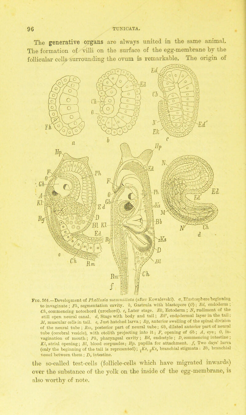 The generative Organs are always united in the same animal. The formation of villi on the surface of the egg-membrane by the follicular cells surrounding the ovum is remarkable. The origin of Fig. 564.—Development of PJ.allusia mammillata (nftcr Kowalevski). a, ITas-tospFere VginniiiR to invaginate ; Fh, Segmentation cavity. b, Gastrula witli blastopore (0); Ed, endoderm . Ch, commencing notocbord (urocliord). c, Later stage. Et:, Ectoderm ; E, rudiment of tlie ßtill open neural canal. d, Stage with body and tail; Ed', endo dermal layer in the tail. M, muscular cells in tail. e, Just hatched larva; Eg, anterior swelling of the spinal division of the neural tube ; Rrn, posterior part of neural tube; Gb, dilated anterior part of neural tube (cerebral vesicle), with otolith projecting into it; F, opening of Gb; A, eye; 0, in- vagination of xnouth ; Ph, pharyngeal cavity; Ed, endostyle ; D, commencing intestine ; Kl, atrial opening; El, blood corpusclos; Hp, papilla for attacliment. /, Two days’ larva (only the beginning of the tail is represented); ^Ks, ,,Ks, branchial Stigmata: Bb, branchial tessel between tliern ; D, intestine. the so-called test-cells (follicle-cells which have migrated inwards) over the substance of the yolk on the inside of the egg-membrane, is also worfchy of note.