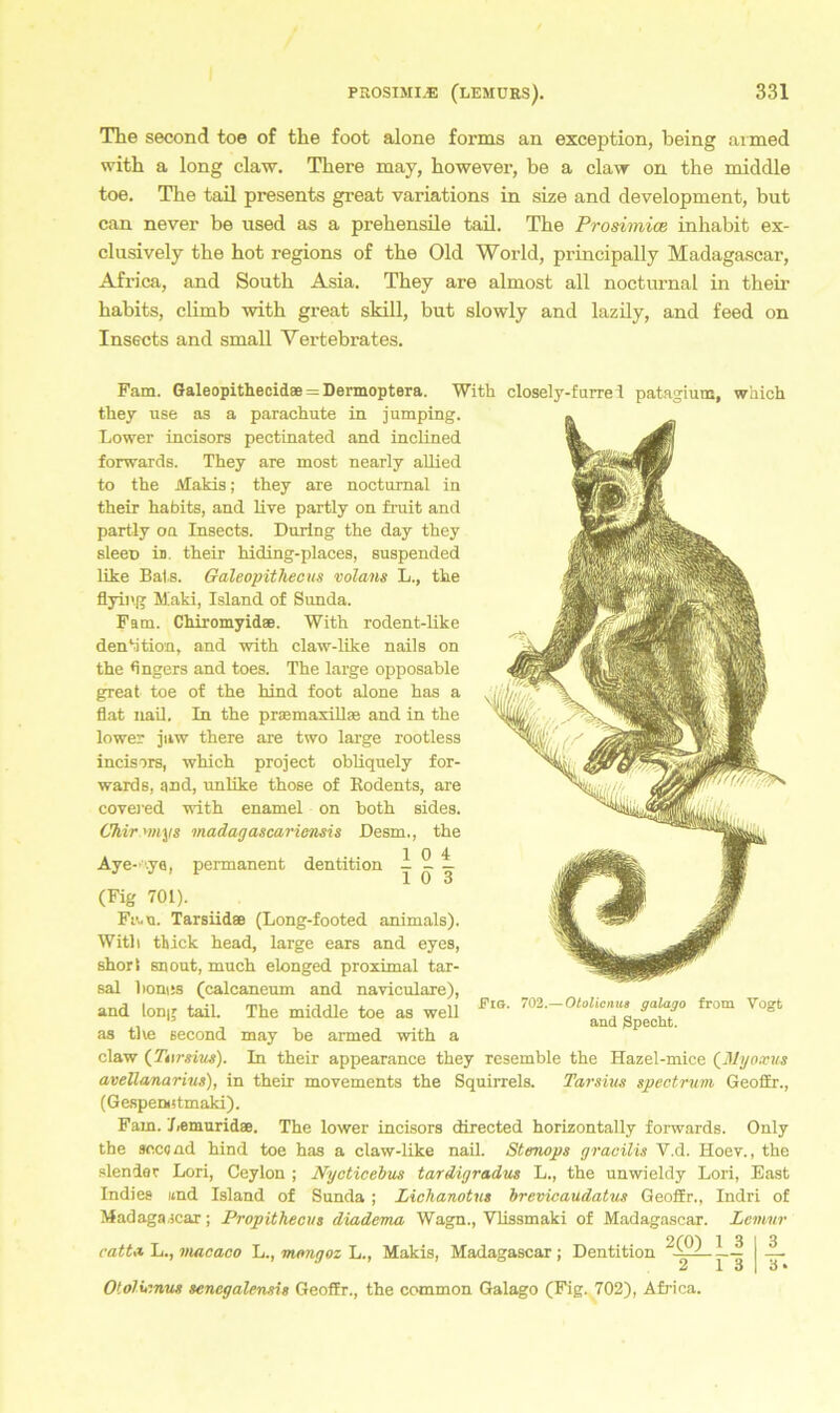 The second toe of the foot alone forms an exception, being armed with a long elaw. Thei’e may, however, be a claw on the middle toe. The tail presents great variations in size and development, but can never be used as a prehensile tail. The Prosimice inhabit ex- clusively the bot regions of the Old World, principally Madagascar, Afi'ica, and South Asia. Tbey are almost all nocturnal in their babits, climb with great skill, but slowly and lazily, and feed on Insects and small Yertebrates. Fam. Galeopithecidae = Dermoptera. With closely-furre 1 patagium, which they use as a parachute in jumping. Lower incisors pectinated and inclined forwards. They are most nearly allied to the JVtakis; they are nocturnal in their habits, and live partly on fruit and partly on Insects. Düring the day they sleeD in. their hiding-places, suspended like Bats. Galeopitliecus volans L., the flying Maki, Island of Sunda. Fam. Chiromyidae. With rodent-like denbtion, and with claw-like nails on the Angers and toes. The large opposable great toe of the hind foot alone has a flat nail. In the praemaxillas and in the lower juw there are two large rootless incisors, which project obliquely for- wards, and, unlike those of Rodents, are covered with enamel on both sides. Chirymys madagascariensis Desm., the 10 4 Aye-'ya, permanent dentition (Fig 701). 10 Ft’..u. Tarsiidae (Long-footed animals). With thick head, large ears and eyes, shor! snout, much elonged proximal tar- sal lionus (calcaneum and naviculare), and long tail. The middle toe as well as the second may be armed with a claw (Turnus). In their appearance they resemble the Hazel-mice (Myoxus avellanarius), in their movements the Squirrels. Tarsius Spectrum GeofiEr., (Gespenstmaki). Fam. Lemuridae. The lower incisors directed horizontally forwards. Only the second hind toe has a claw-like nail. St mops gracilis Y.d. Hoer., the sleniar Lori, Ceylon ; Nyoticebus tardigradus L., the unwieldy Lori, East Indies und Island of Sunda ; Lichanotus brevicaudatus Geoffr., Indri of Madagascar; Propithecus diadema Wagn., Vlissmaki of Madagascar. Lemur 2 (O') 13 13 catta. L., macaco L., mongoz L., Makis, Madagascar; Dentition LJ __ 2 1 3 | 3 * Eie. 702.—Otolicnus galago from Vogt and Specht. Otolicnus senegalensis Geoffr., the common Galago (Fig. 702), Africa.