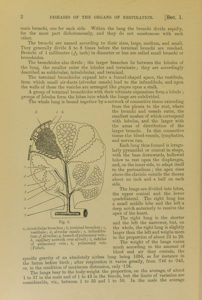 main bronchi, one for each side. Within the lung the bronchi divide rapidly, for the most part dichotomously, and they do not anastomose with each other. The bronchi are named according to their sizes, large, medium, and small. They generally divide 5 to 8 times before the terminal bronchi are reached. Bronchi of 1 millimetre (-A-- inch) in diameter or less are called small bronchi or bronchioles. The bronchioles also divide ; the larger branches lie between the lobules of the lung, the smaller enter the lobules and terminate; they are accordingly described as sublobular, intralobular, and terminal. The terminal bronchioles expand into a funnel-shaped space, the vestibule, from which small air-ducts (alveolar canals) lead to the infundibula, and upon the walls of these the vesicles are arranged like grapes upon a stalk. A group of terminal bronchioles with their ultimate expansions form a lobule ; groups of lobules form the lobes into which the lungs are subdivided. The whole lung is bound together by a network of connective tissue extending from the pleura to the root, where the bronchi and vessels enter, the smallest meshes of which correspond with lobules, and the larger with the areas of distribution of the larger bronchi. In this connective tissue the blood-vessels, lymphatics, and nerves run. Each lung thus formed is irregu- larly pyramidal or conical in shape, with the base downwards, hollowed below to rest upon the diaphragm, and, on the inner side, to adapt itself to the pericardium; the apex rises above the clavicle outside the thorax about an inch and a half on each side. The lungs are divided into lobes, the upper conical and the lower quadrilateral. The right lung has a small middle lobe and the left a deep notch anteriorly to receive the apex of the heart. The right lung is the shorter and the left the narrower, but, on the whole, the right lung is slightly larger than the left and weighs more in the proportion of about 22 to 20. The weight of the lungs varies much according to the amount of blood and air they contain, the specific ravity of an absolutely airless lung being 1056, as for instance in the foetus before birth; after respiration it varies greatly, from 746 to '345, or in the condition of maximum distension, only '126. The lungs bear to the body-weight the proportion, on the average, of about 1 to 37 in the male and of 1 to 43 in the female, but the limits of variation are considerable, viz., between 1 to 35 and 1 to 50. In the male the average Jc i h a, intralobular bronchus ; b, terminal bronchus ; c, vestibule ; d, alveolar canals ; e, infundibu- lum ;/, alveolus; g, branch of pulmonary vein ; h, capillary network over alveoli; i, radicles of pulmonary vein; k, pulmonary vein (Tcstut).