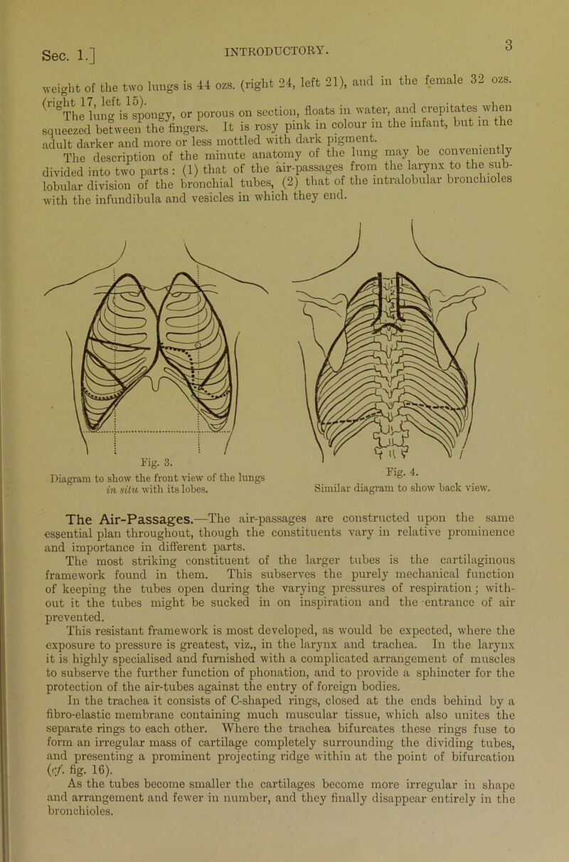 Sec ]..] weight of the two lungs is 44 ozs. (right 24, left 21), and in the female 32 ozs. (rigThe lui^is spongy, or porous on section, floats in water, and crepitates when squeezed betwemfthffingers. It is rosy pink in colour in the infant, but in the adult darker and more or less mottled with dark pigment. The description of the minute anatomy of the lung may be conveniently divided into two parts : (1) that of the air-passages from the larynx to the sub- lobular division of the bronchial tubes, (2) that of the intralobular bronchioles with the infundibula and vesicles in which they end. Fig. 3. Diagram to show the front view of the lungs in silu with its lobes. Fig. 4. Similar diagram to show back view. The Air-Passages.—The air-passages are constructed upon the same essential plan throughout, though the constituents vary in relative prominence and importance in different parts. The most striking constituent of the larger tubes is the cartilaginous framework found in them. This subserves the purely mechanical function of keeping the tubes open during the varying pressures of respiration; with- out it the tubes might be sucked in on inspiration and the entrance of air prevented. This resistant framework is most developed, as would be expected, where the exposure to pressure is greatest, viz., in the larynx and trachea. In the larynx it is highly specialised and furnished with a complicated arrangement of muscles to subserve the further function of phonation, and to provide a sphincter for the protection of the air-tubes against the entry of foreign bodies. In the trachea it consists of C-shaped rings, closed at the ends behind by a fibro-elastic membrane containing much muscular tissue, which also unites the separate rings to each other. Where the trachea bifurcates these rings fuse to form an irregular mass of cartilage completely surrounding the dividing tubes, and presenting a prominent projecting ridge within at the point of bifurcation (cf. fig. 16). As the tubes become smaller the cartilages become more irregular in shape and arrangement and fewer in number, and they finally disappear entirely in the bronchioles.