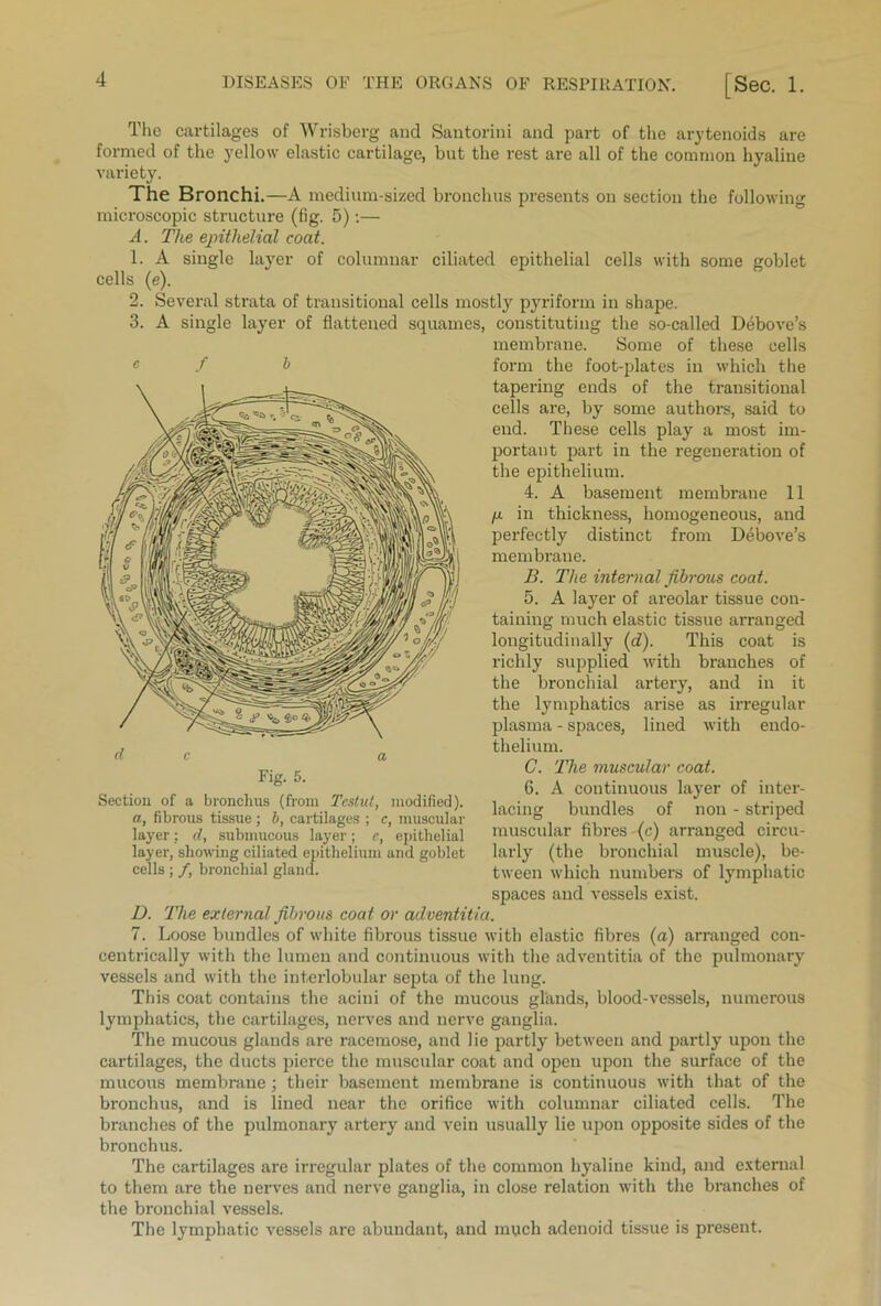 The cartilages of Wrisberg and Santorini and part of the arytenoids are formed of the yellow elastic cartilage, but the rest are all of the common hyaline variety. The Bronchi.—A medium-sized bronchus presents on section the following microscopic structure (fig. 5):— A. The epithelial coat. 1. A single layer of columnar ciliated epithelial cells with some goblet cells (e). 2. Several strata of transitional cells mostly pyriform in shape. 3. A single layer of flattened squames, constituting the so-called Debove’s membrane. Some of these cells form the foot-plates in which the tapering ends of the transitional cells are, by some authors, said to end. These cells play a most im- portant part in the regeneration of the epithelium. 4. A basement membrane 11 fj. in thickness, homogeneous, and perfectly distinct from Debove’s membrane. B. The internal fibrous coat. 5. A layer of areolar tissue con- taining much elastic tissue arranged longitudinally (d). This coat is richly supplied with branches of the bronchial artery, and in it the lymphatics arise as irregular plasma - spaces, lined with endo- thelium. C. The muscular coat. 6. A continuous layer of inter- lacing bundles of non - striped muscular fibres (c) arranged circu- larly (the bronchial muscle), be- tween which numbers of lymphatic spaces and vessels exist. D. The external fibrous coat or adventitia. 7. Loose bundles of white fibrous tissue with elastic fibres (a) arranged con- centrically with the lumen and continuous with the adventitia of the pulmonary vessels and with the interlobular septa of the lung. This coat contains the acini of the mucous glands, blood-vessels, numerous lymphatics, the cartilages, nerves and nerve ganglia. The mucous glands are racemose, and lie partly between and partly upon the cartilages, the ducts pierce the muscular coat and open upon the surface of the mucous membrane; their basement membrane is continuous with that of the bronchus, and is lined near the orifice with columnar ciliated cells. The branches of the pulmonary artery and vein usually lie upon opposite sides of the bronchus. The cartilages are irregular plates of the common hyaline kind, and external to them are the nerves and nerve ganglia, in close relation with the branches of the bronchial vessels. The lymphatic vessels are abundant, and ranch adenoid tissue is present. e f b Section of a bronchus (from Tcstul, modified). a, fibrous tissue; b, cartilages ; c, muscular layer: d, submucous layer; c, epithelial layer, showing ciliated epithelium and goblet cells ; /, bronchial gland.